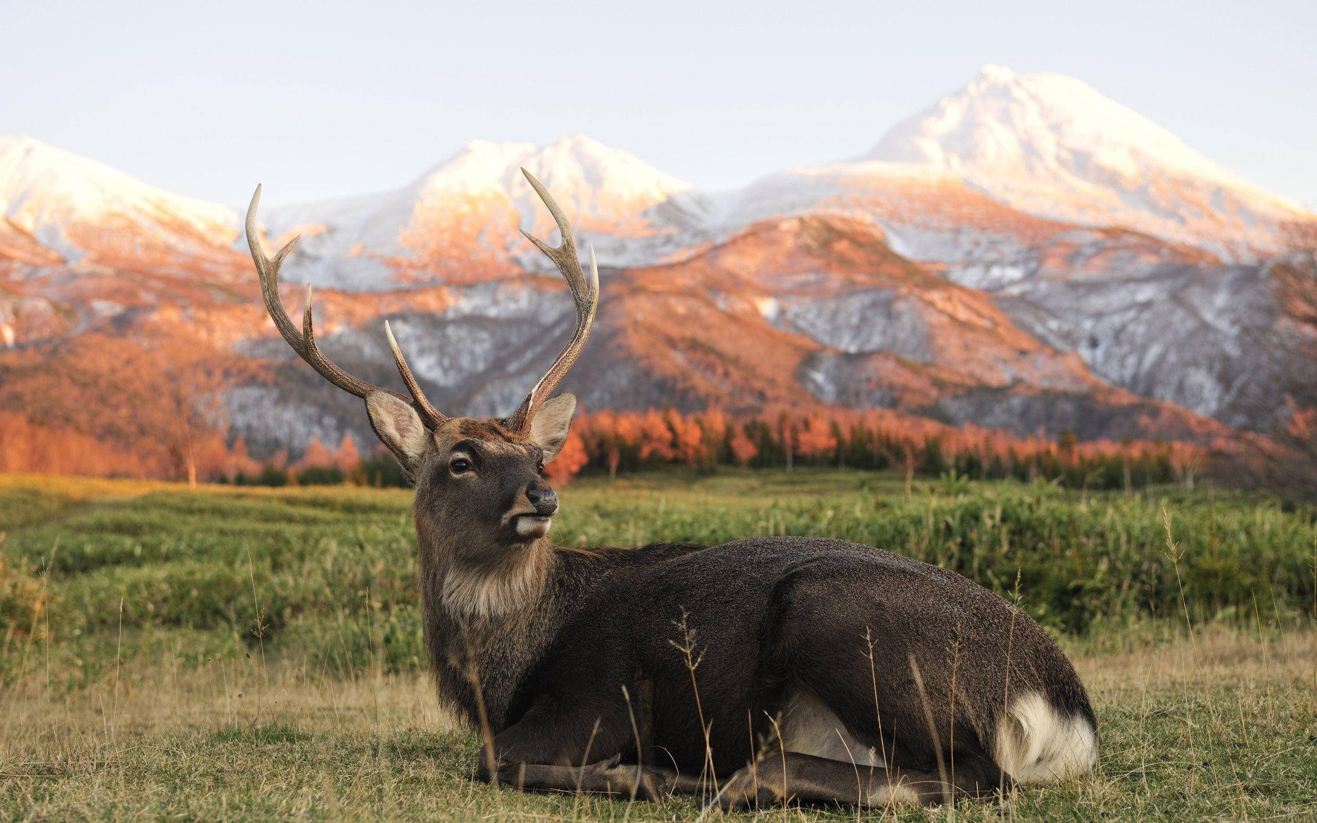 Elk, large antlers, grassy field, 2K Desktop Wallpaper