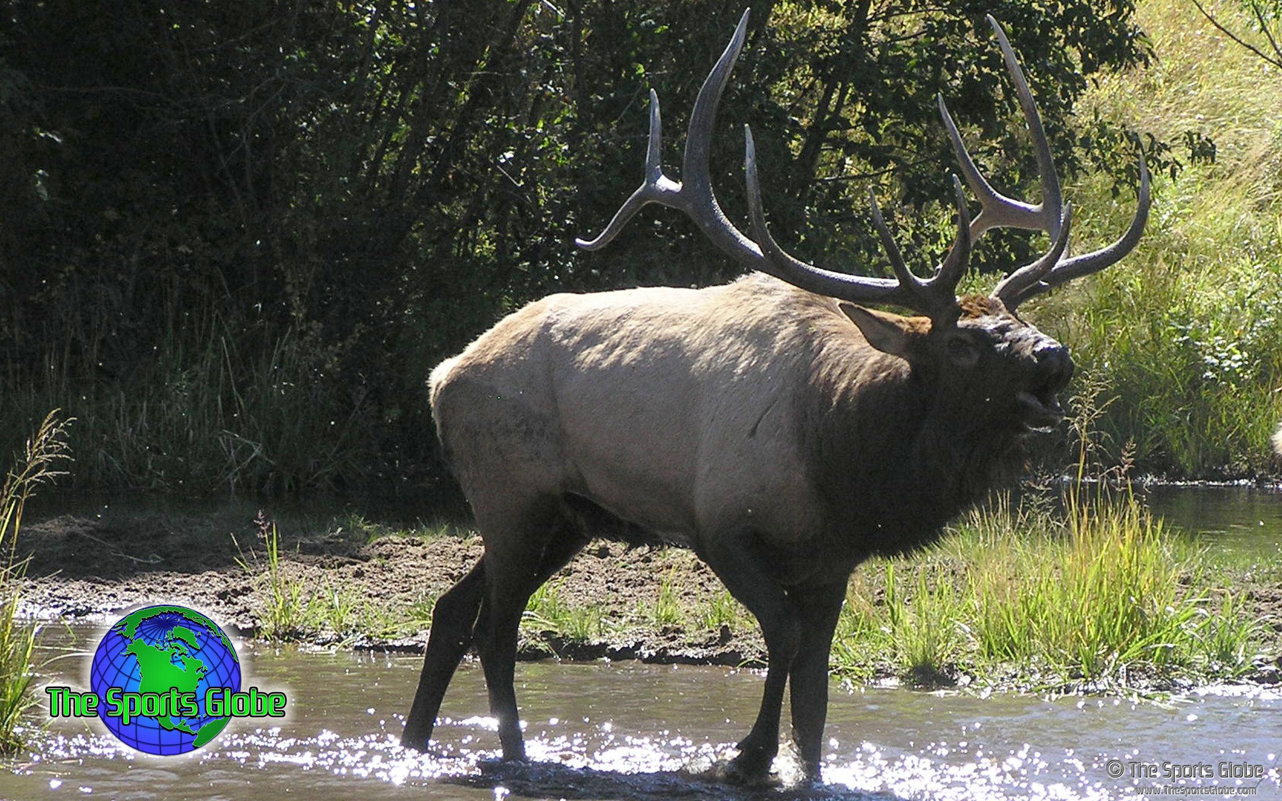 majestic bull elk, massive antlers, shallow water, 2K Desktop Wallpaper