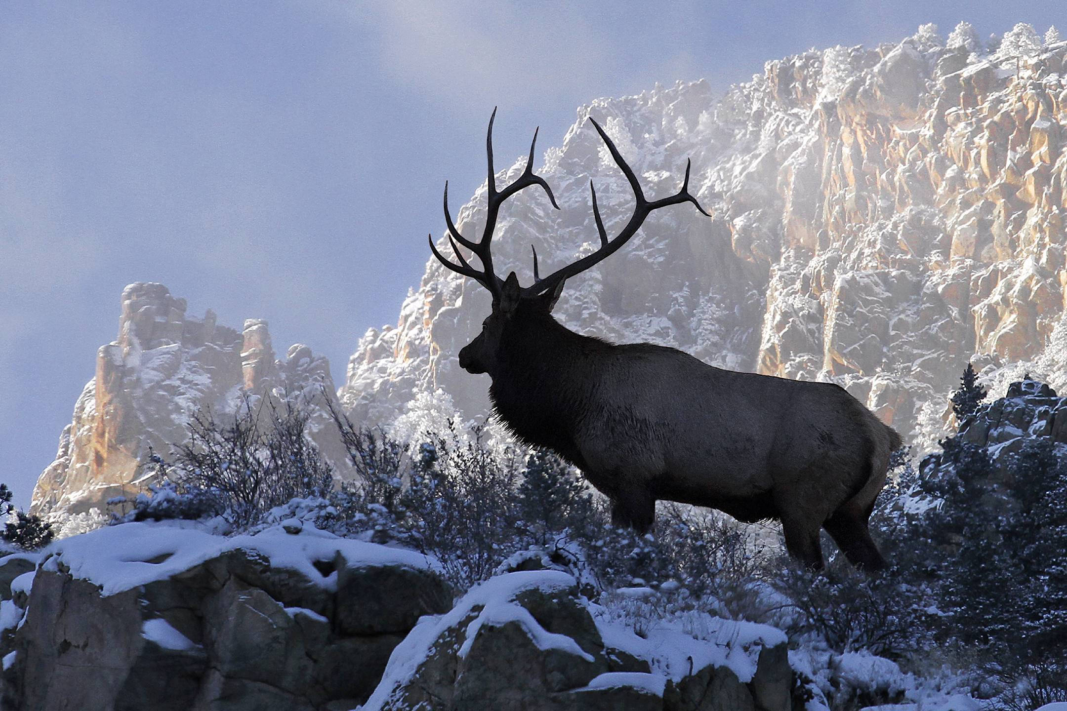 elk, silhouette, snow-covered, Full HD Desktop Wallpaper
