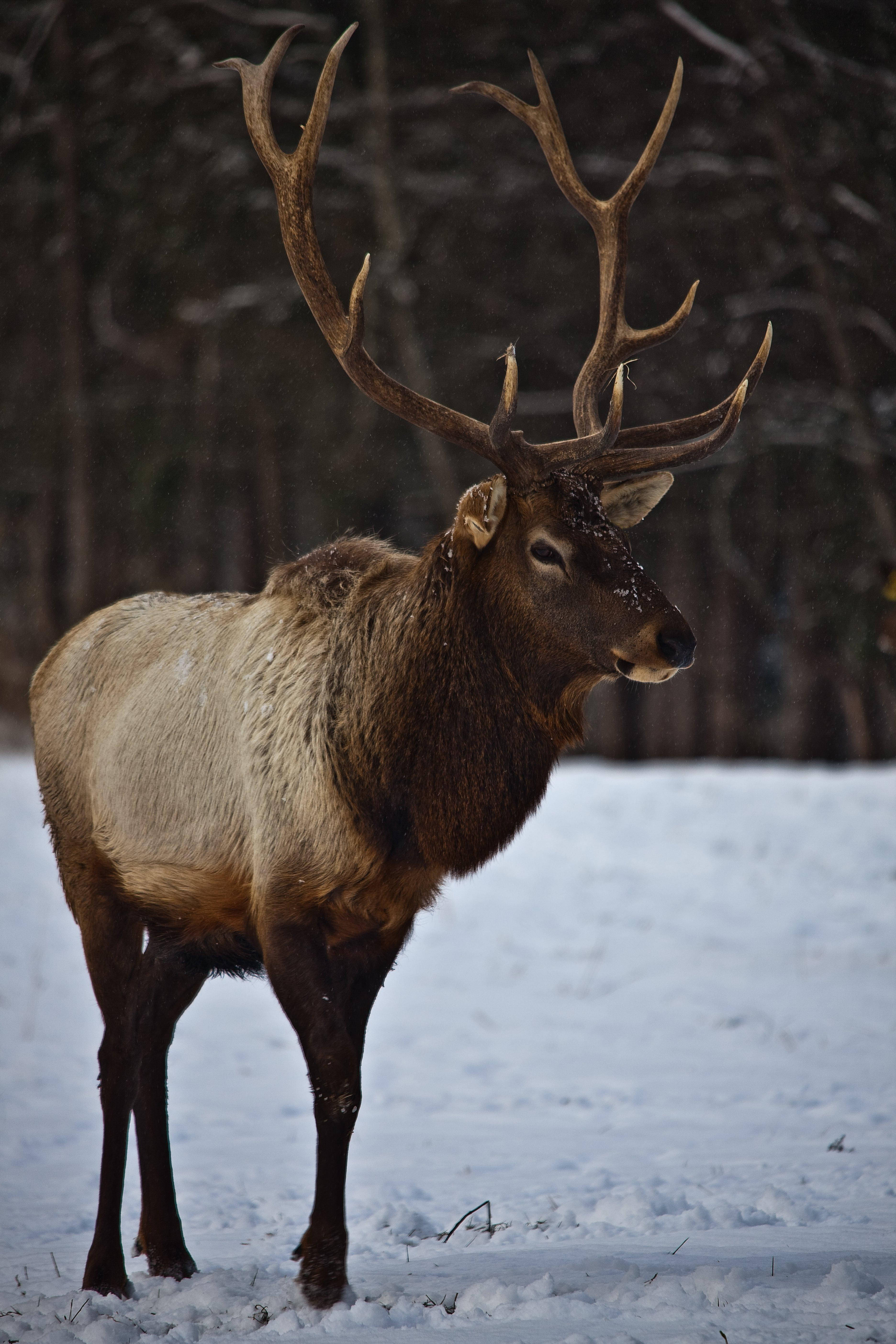 Elk, snowy winter forest, massive antlers, 5K Phone Wallpaper