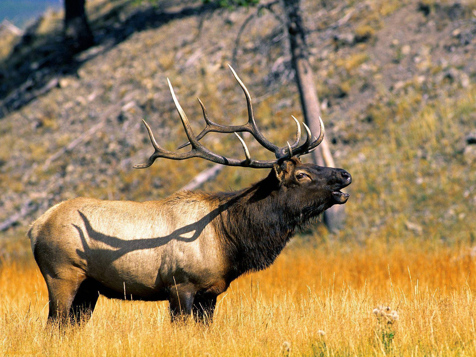 elk, massive antlers, golden grass, HD Desktop Wallpaper