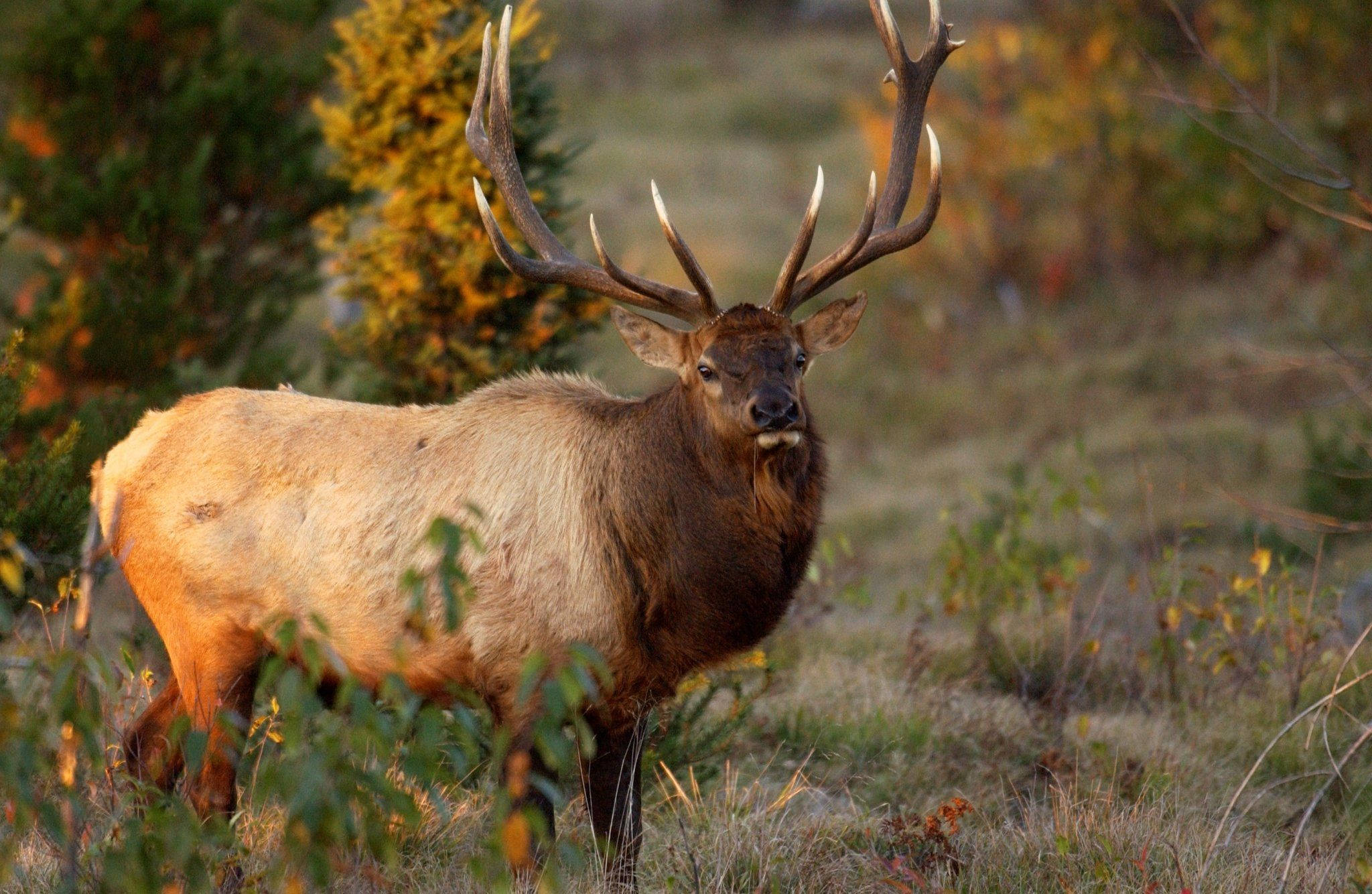 Elk, autumn meadow, golden foliage, Full HD Desktop Wallpaper