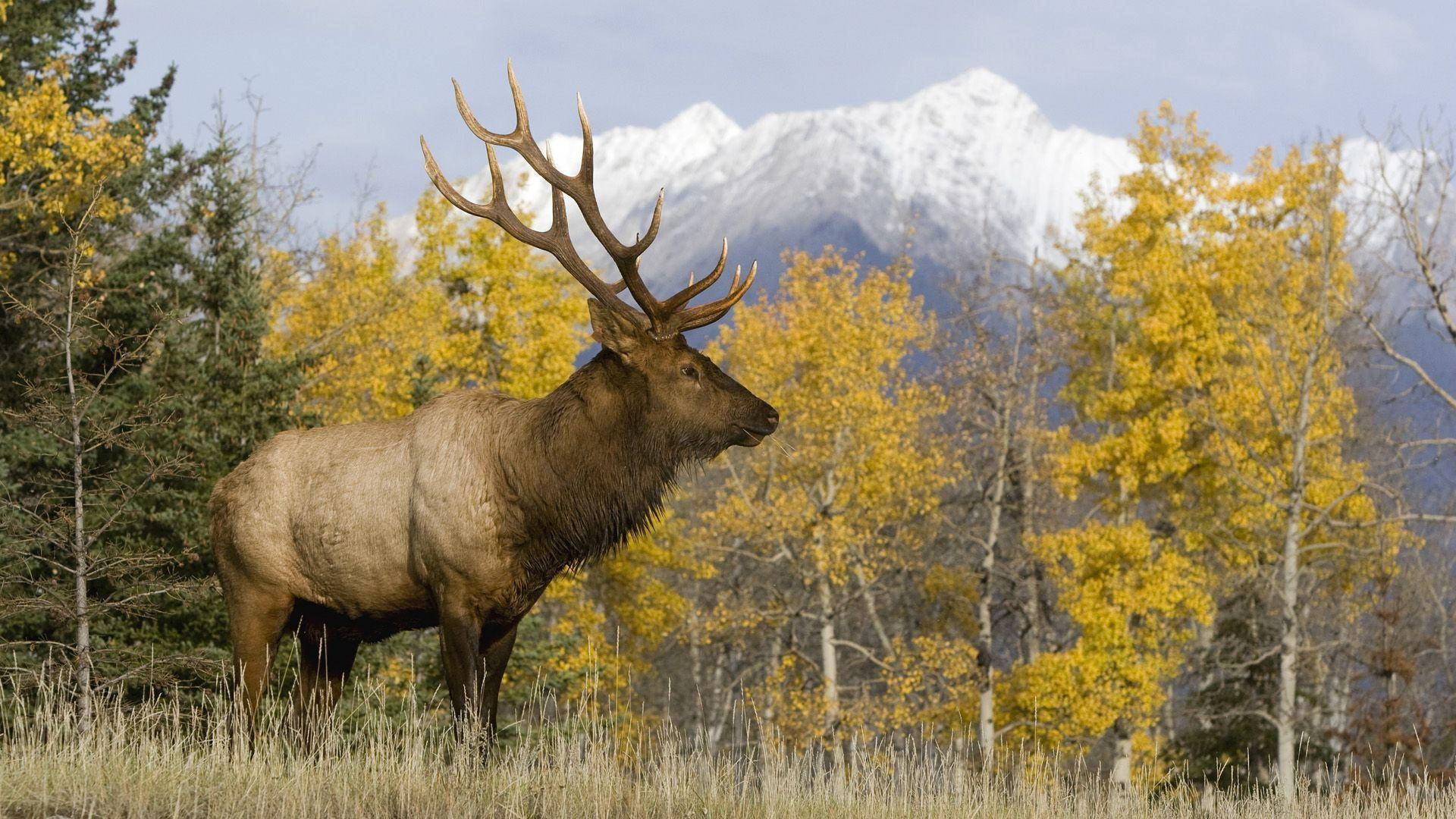 elk, golden aspen trees, snow-capped mountains, Full HD Desktop Wallpaper