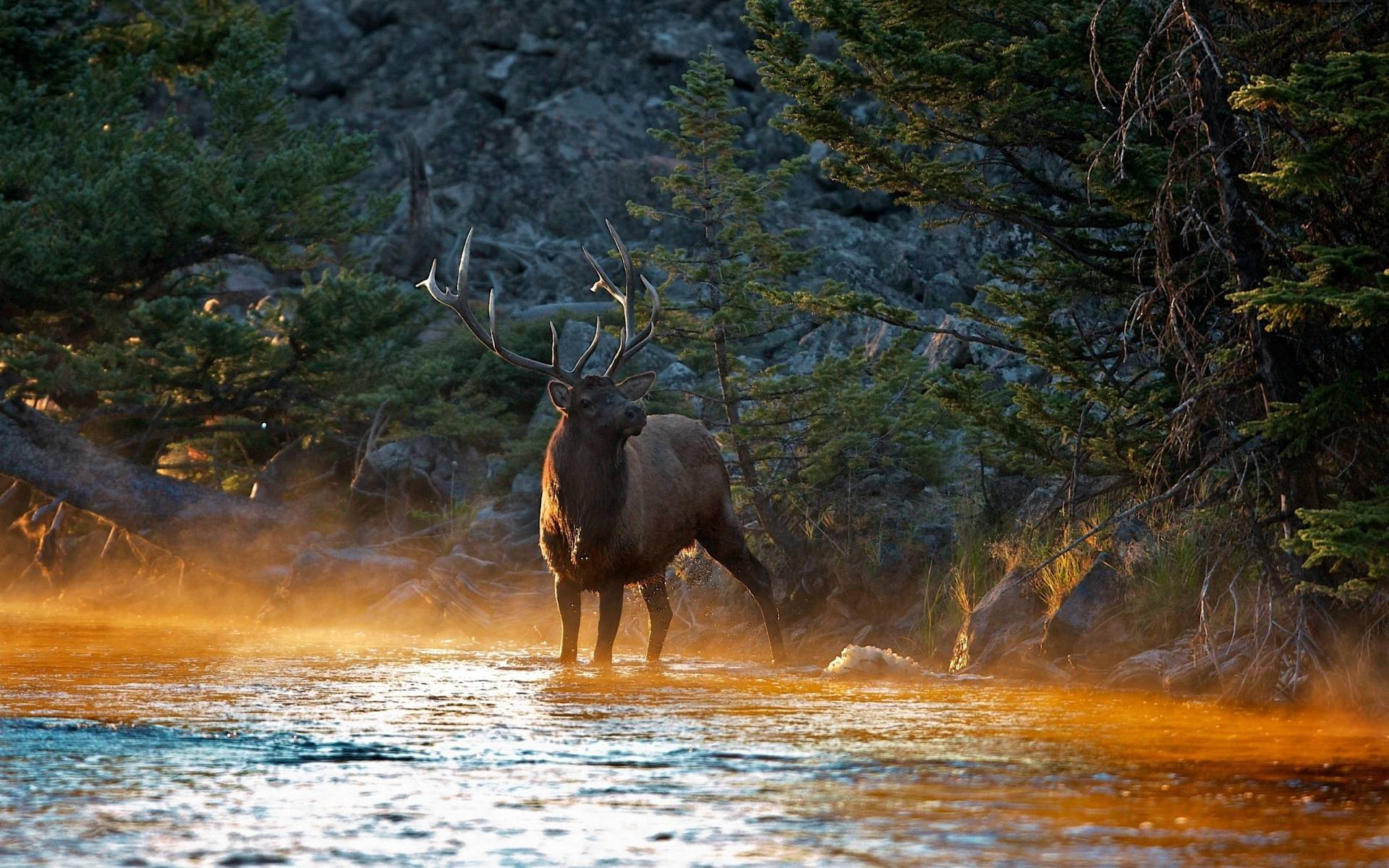 elk, earth-colored river, golden sunset, Full HD Desktop Wallpaper
