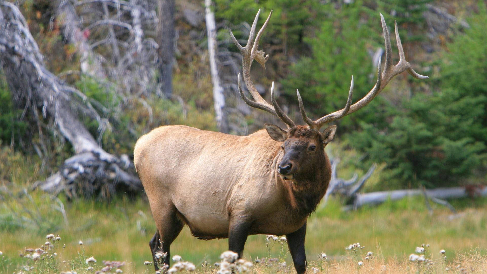 healthy brown elk, massive antlers, sunlit meadow, Full HD Desktop Wallpaper