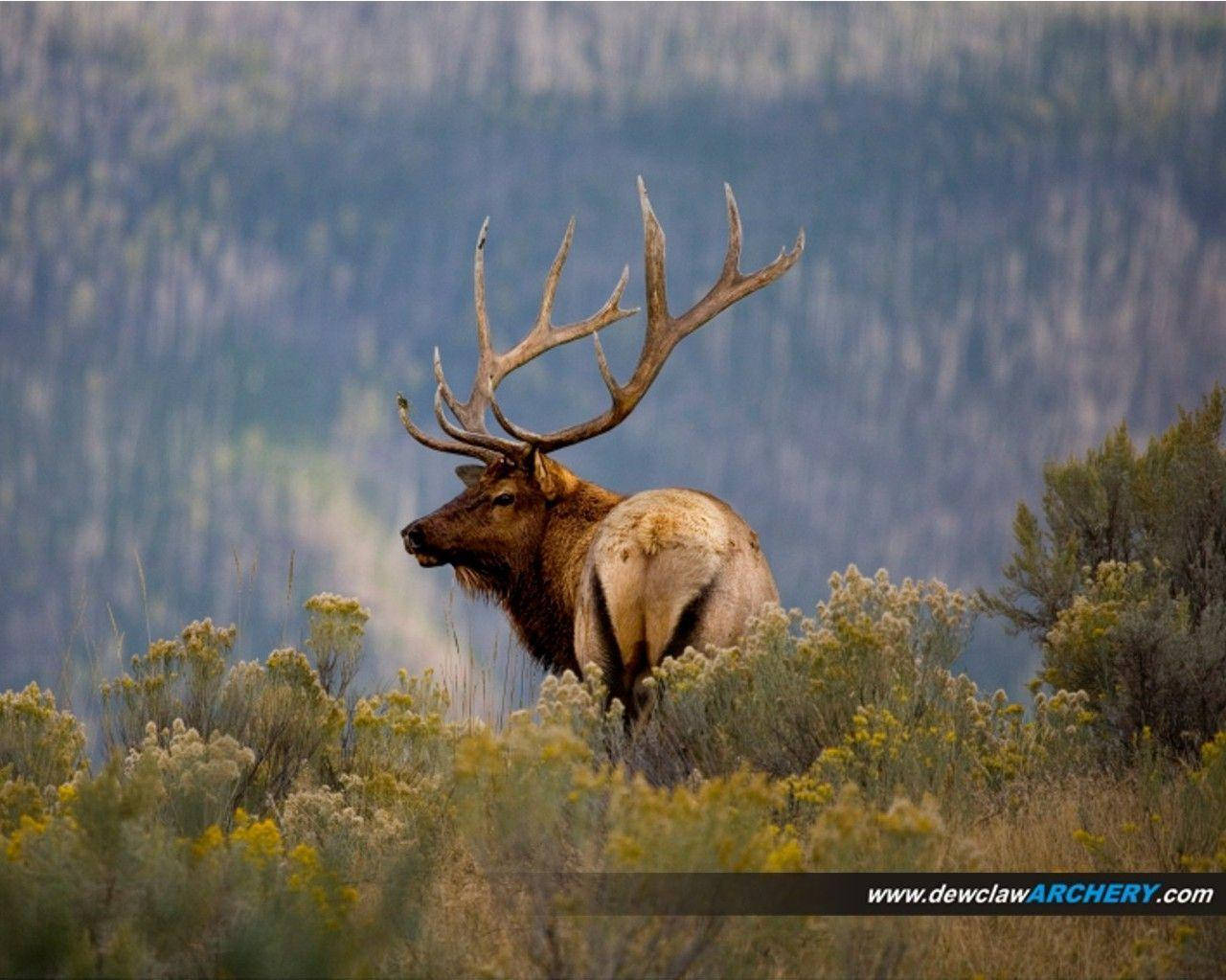 majestic elk, massive antlers, yellow wildflowers, HD Desktop Wallpaper