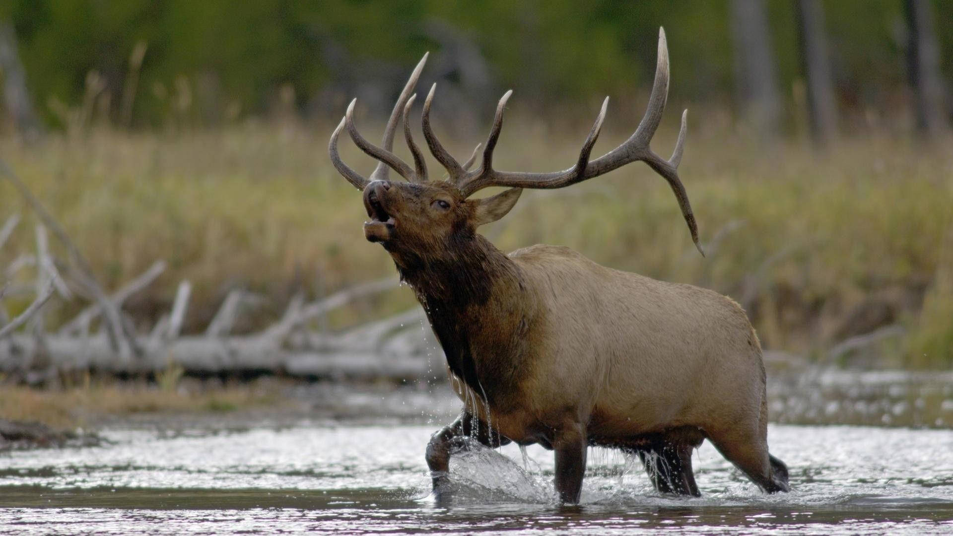 elk, river, shallow water, Full HD Desktop Wallpaper