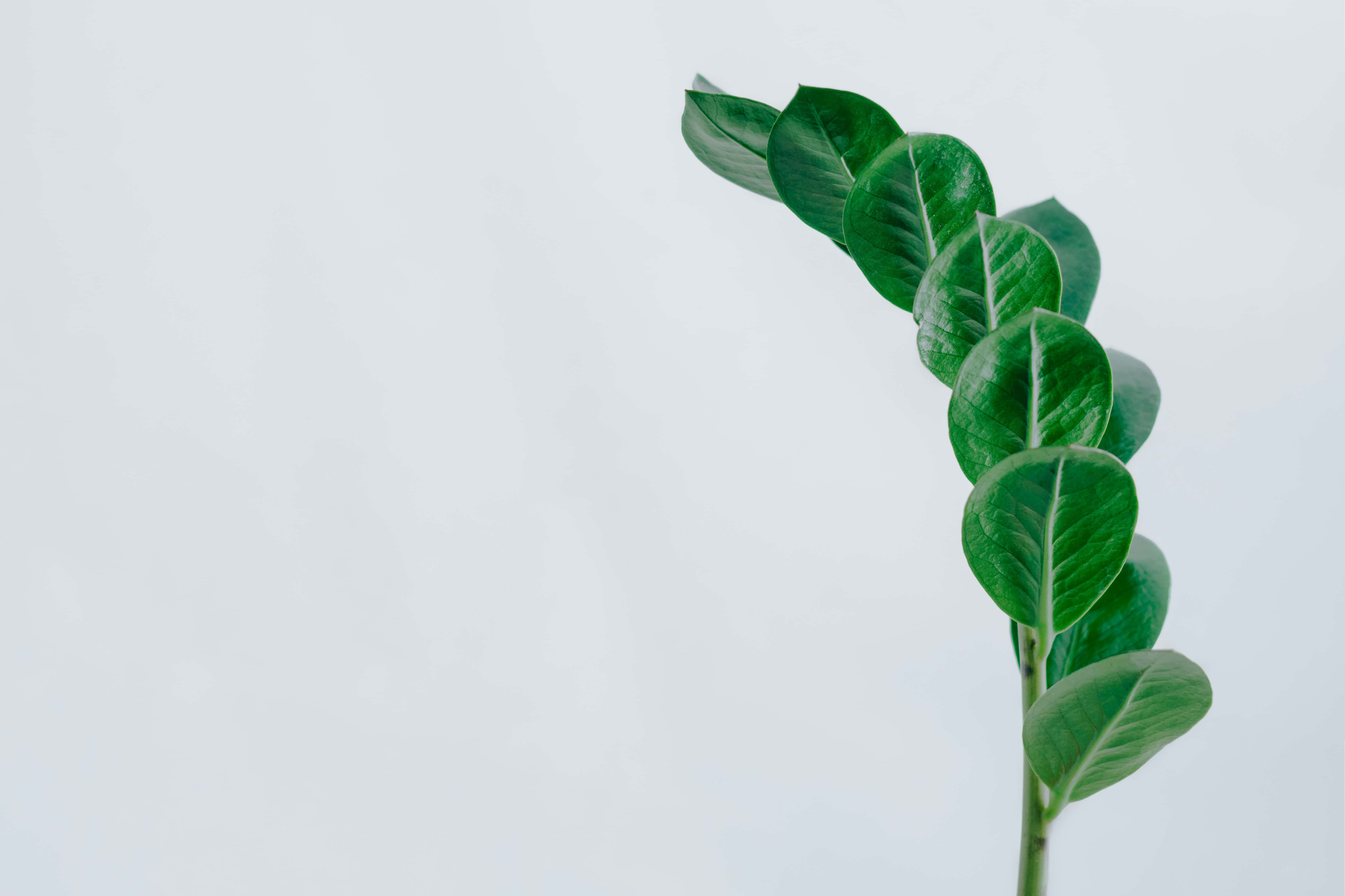 Emerald Green Leaves, white background, glossy oval leaves, 5K Desktop Wallpaper