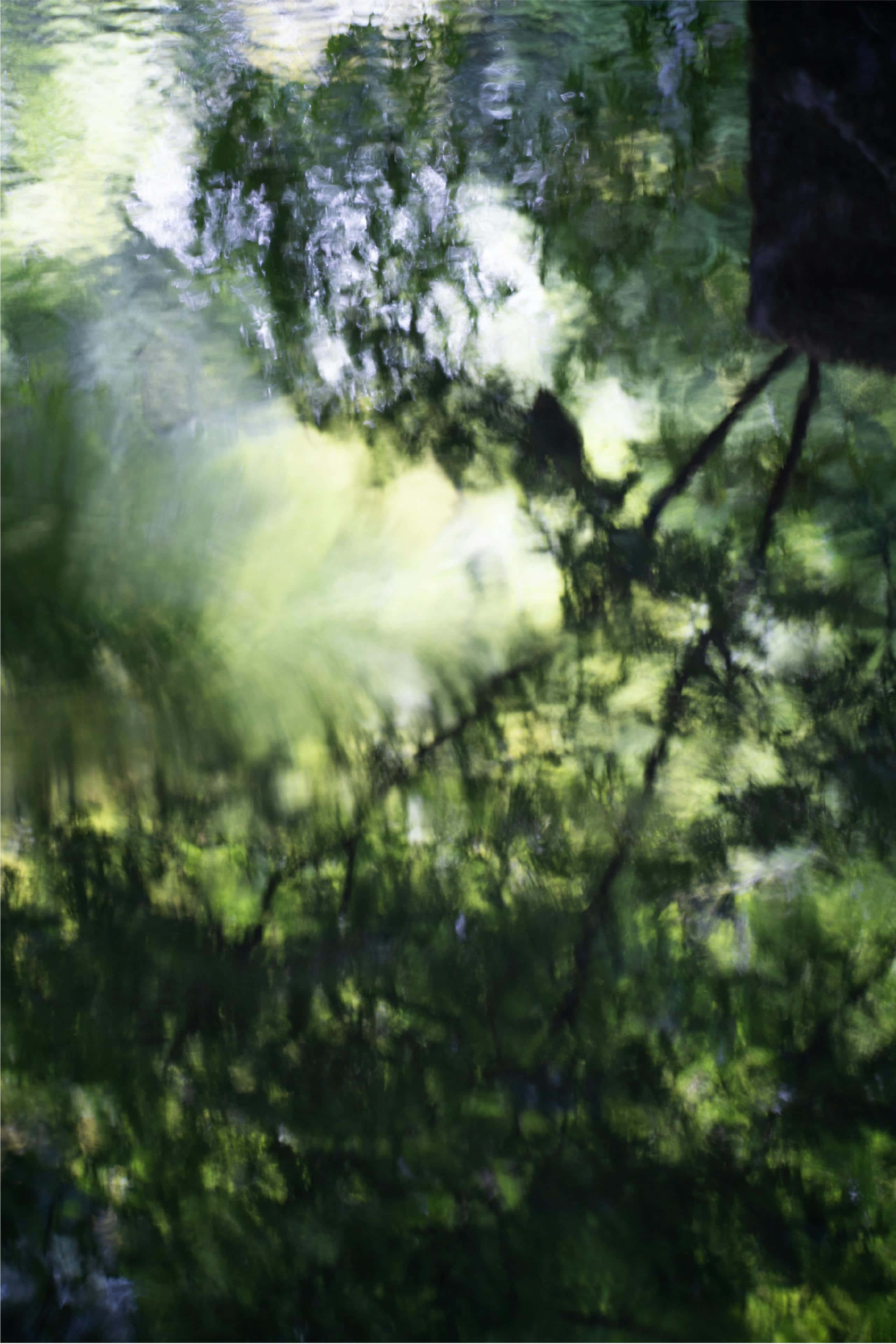 Emerald Water Reflections, sunlit green trees, rippling water surface, 4K Phone Wallpaper