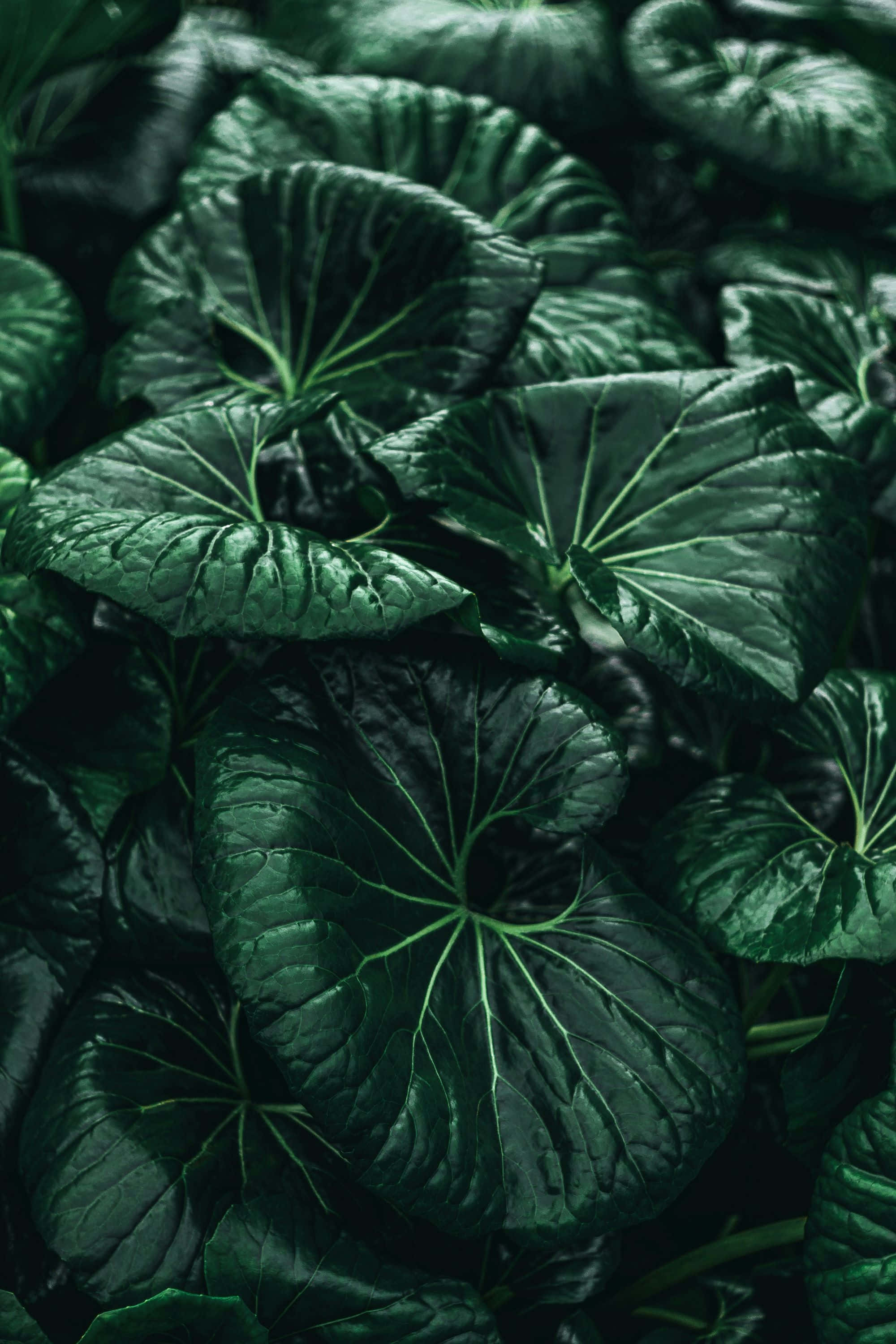 emerald green, cabbage leaves, veins, 2K Phone Wallpaper