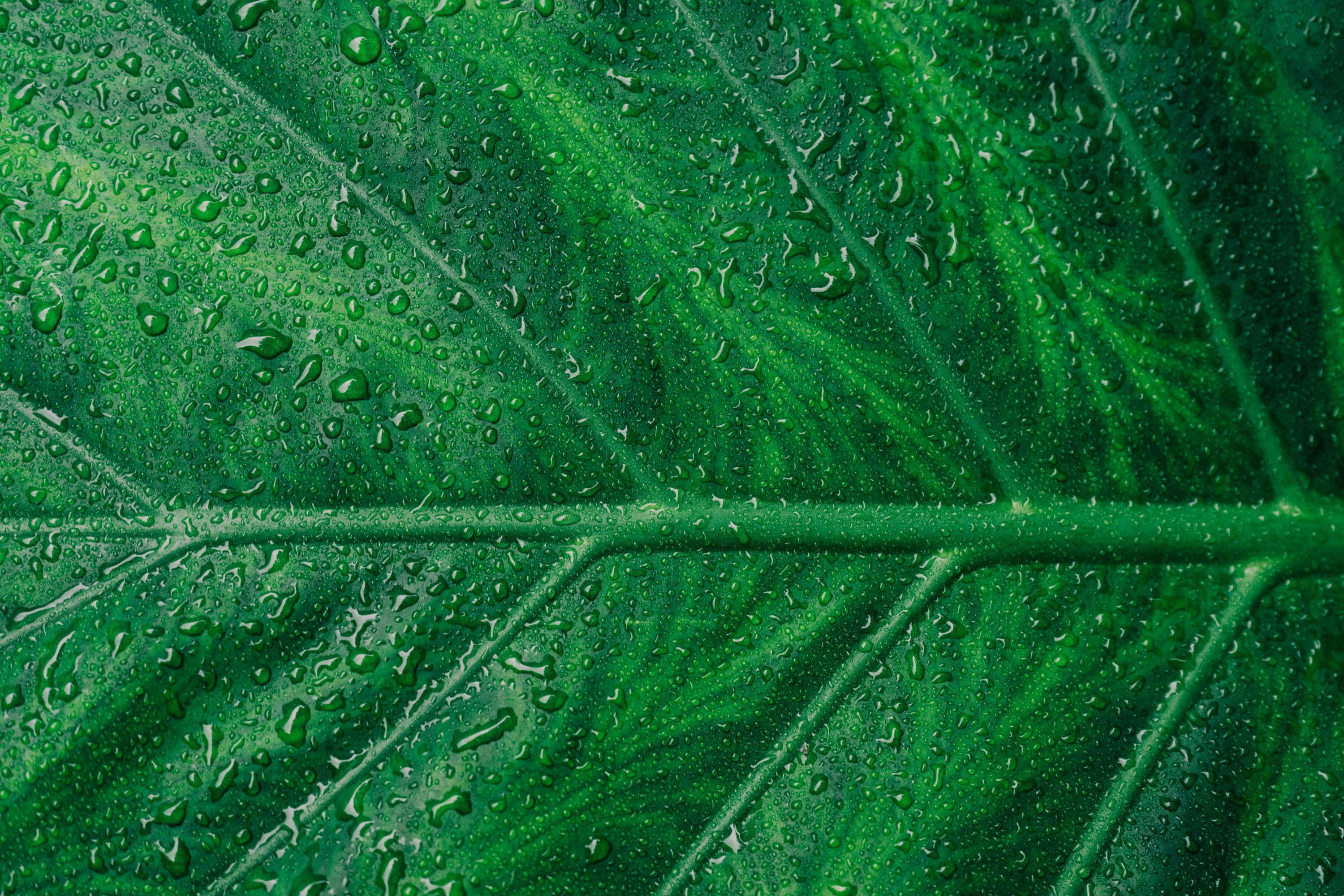 Emerald Green Leaf, dew drops, textured surface, 2K Desktop Wallpaper