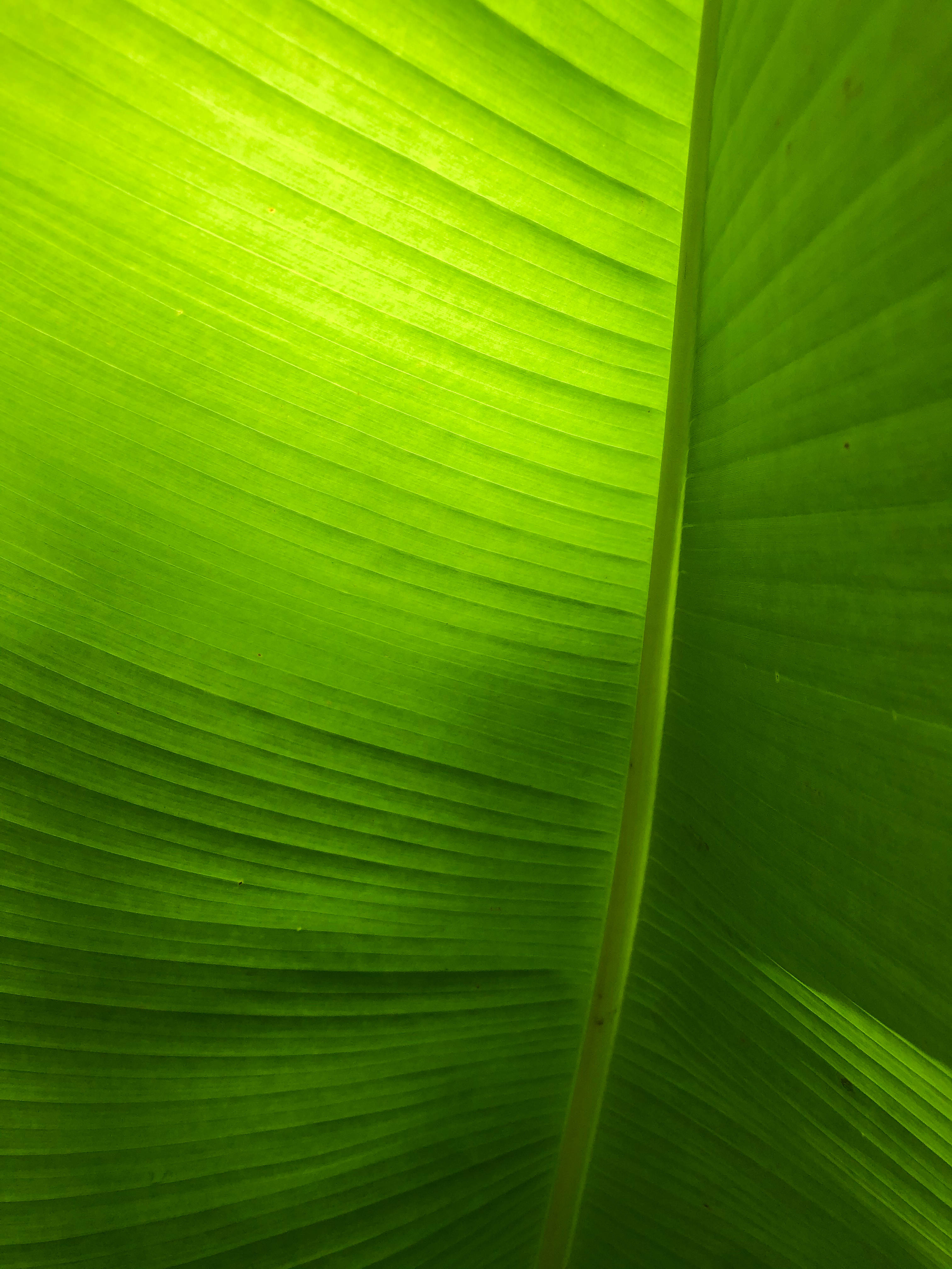 Emerald Green, banana leaf, vibrant green, 4K Phone Wallpaper