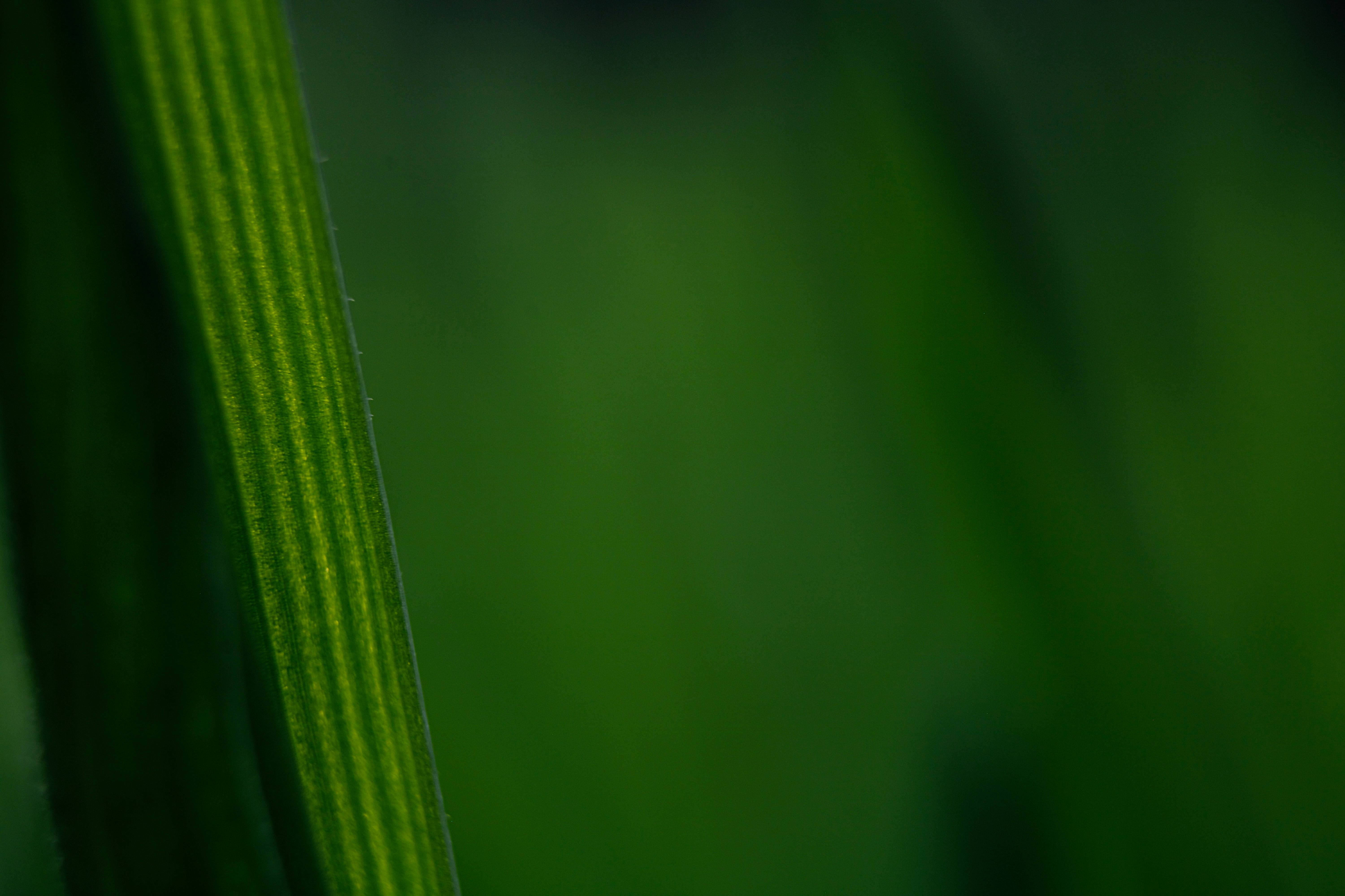 Emerald Green, green grass blade, visible veins, 5K Desktop Wallpaper