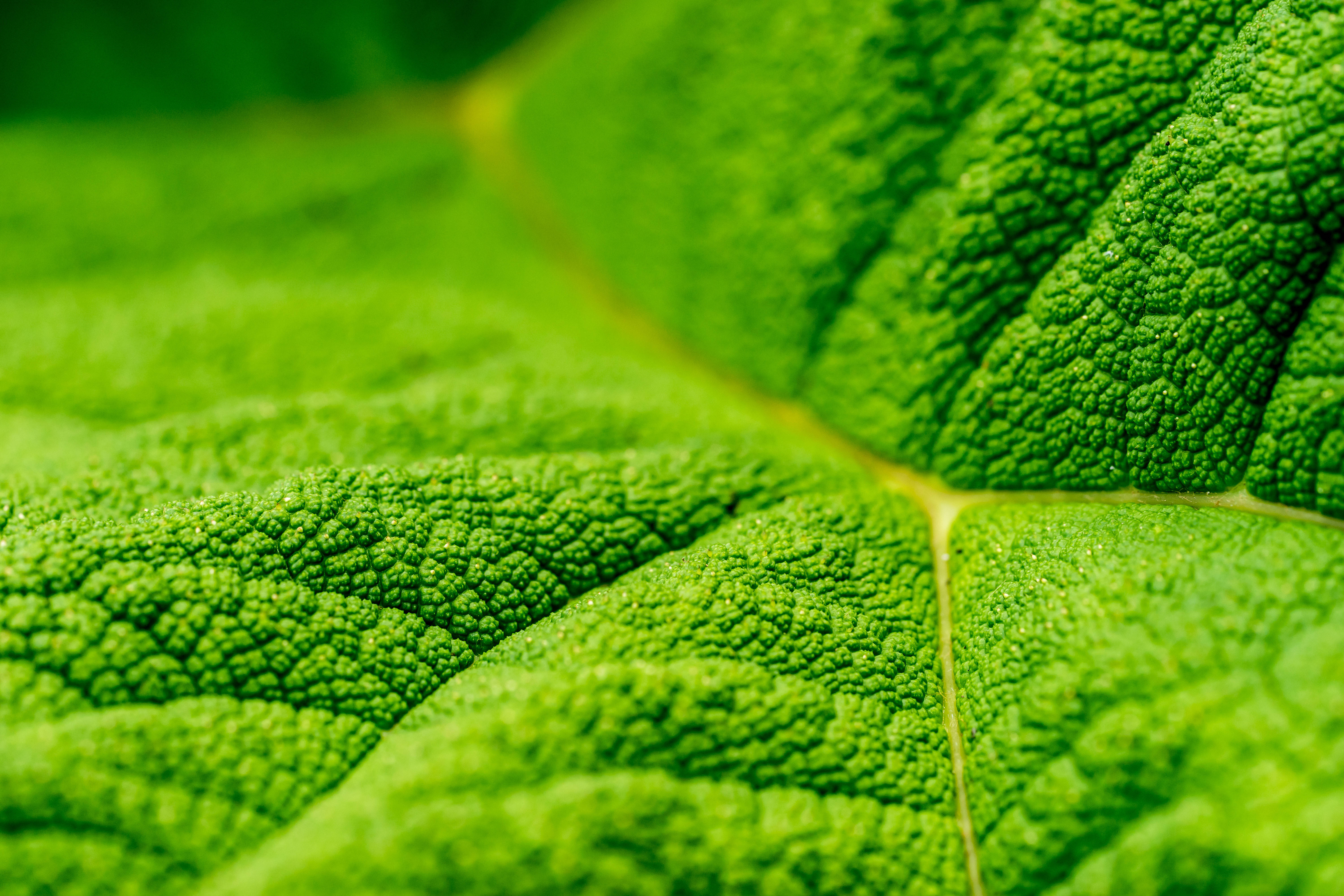 Emerald Green, leaf, veins, 5K Desktop Wallpaper