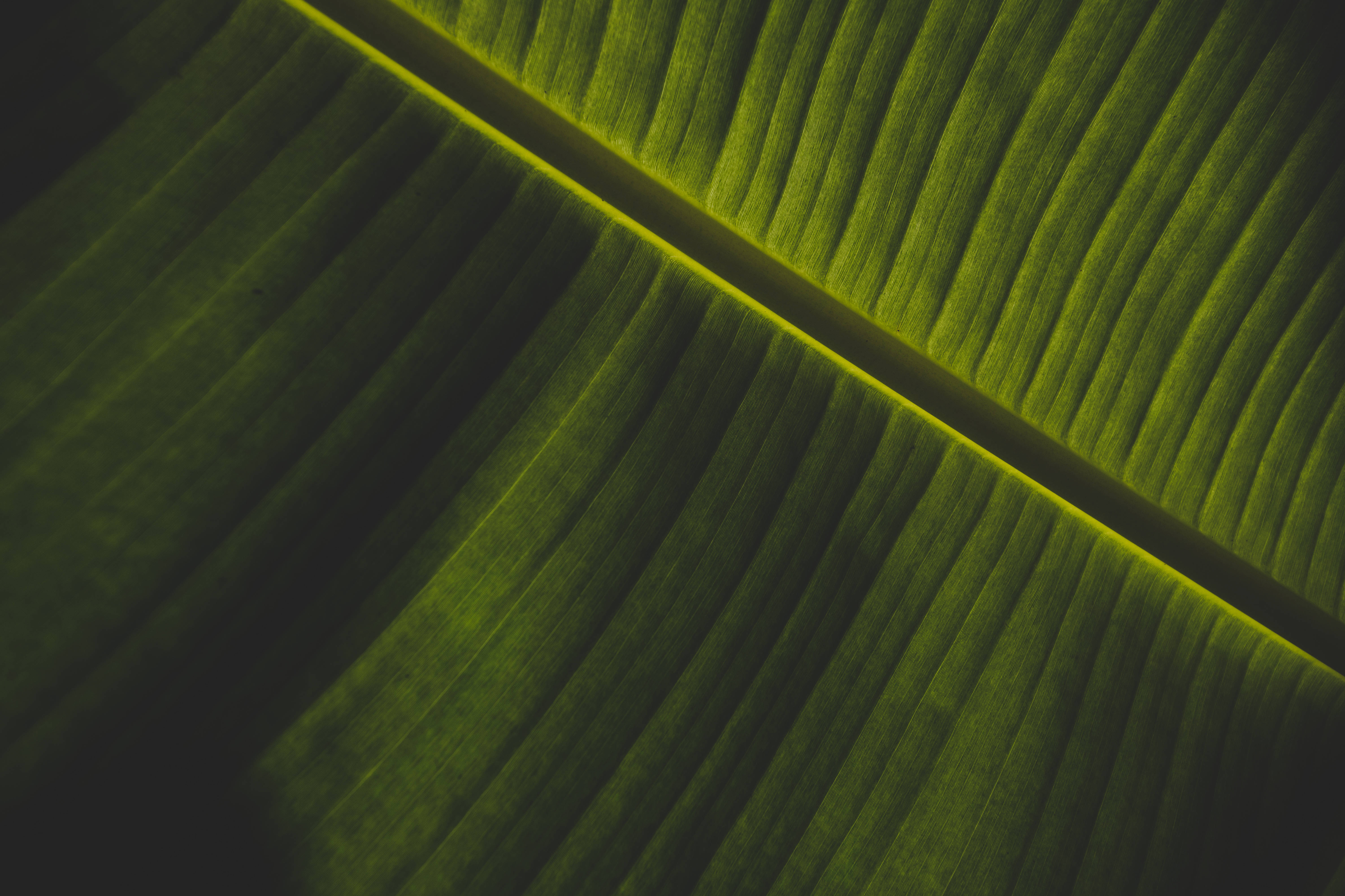 Emerald Green, banana leaf, textured veins, 5K Desktop Wallpaper