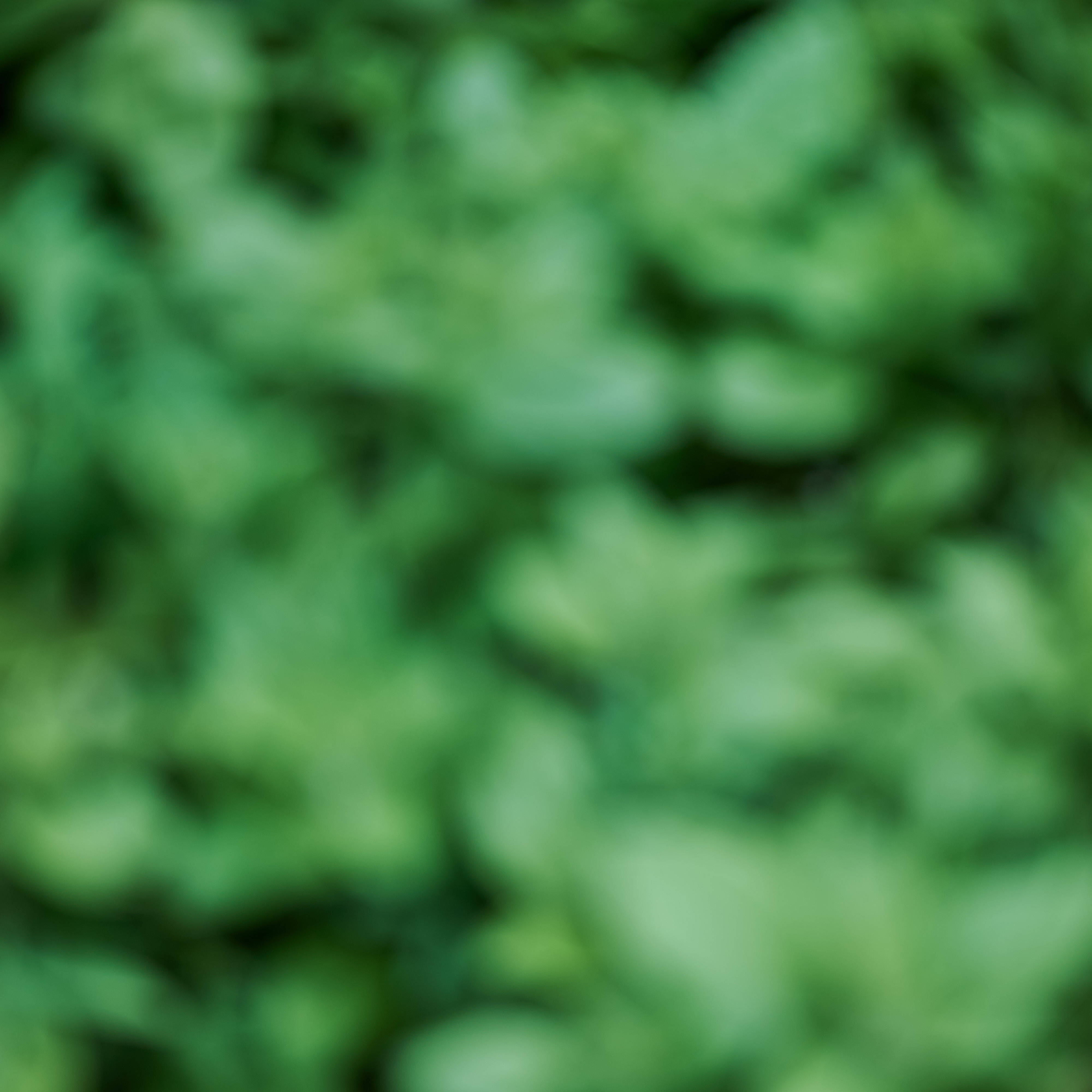 Emerald Green, leaves, lush green foliage, 4K Desktop Wallpaper