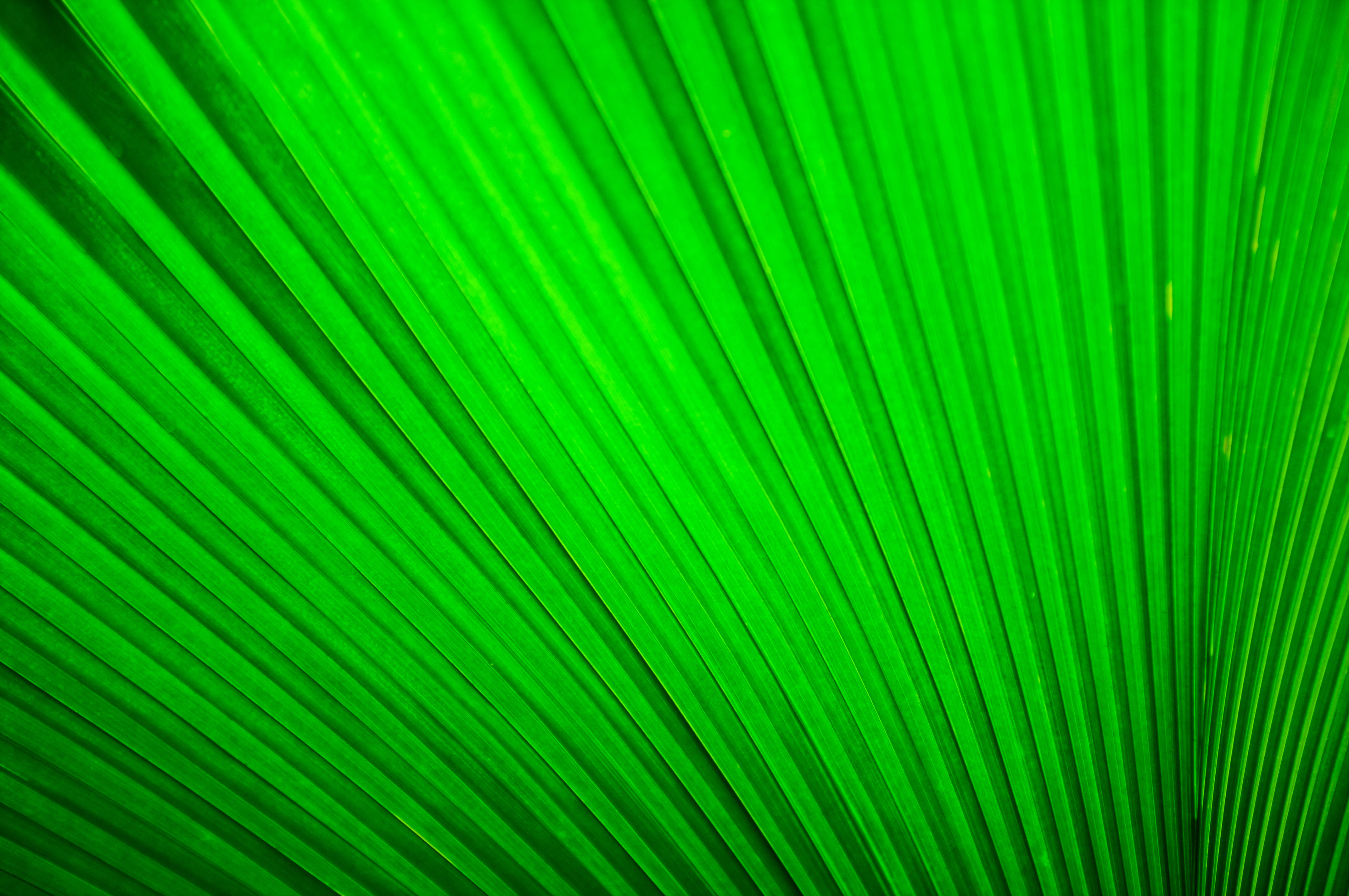Emerald Green Herb, palm leaf, central point, 4K Desktop Wallpaper