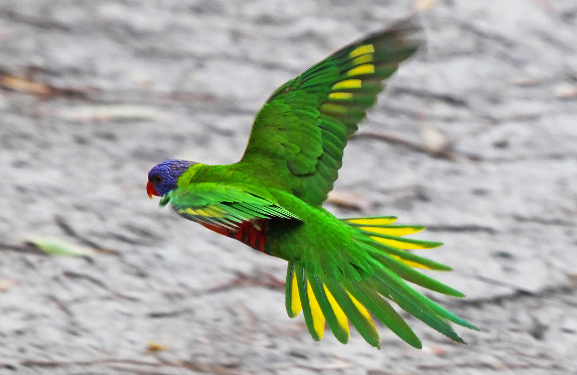 rainbow lorikeet, emerald green, wings spread wide, Full HD Desktop Wallpaper