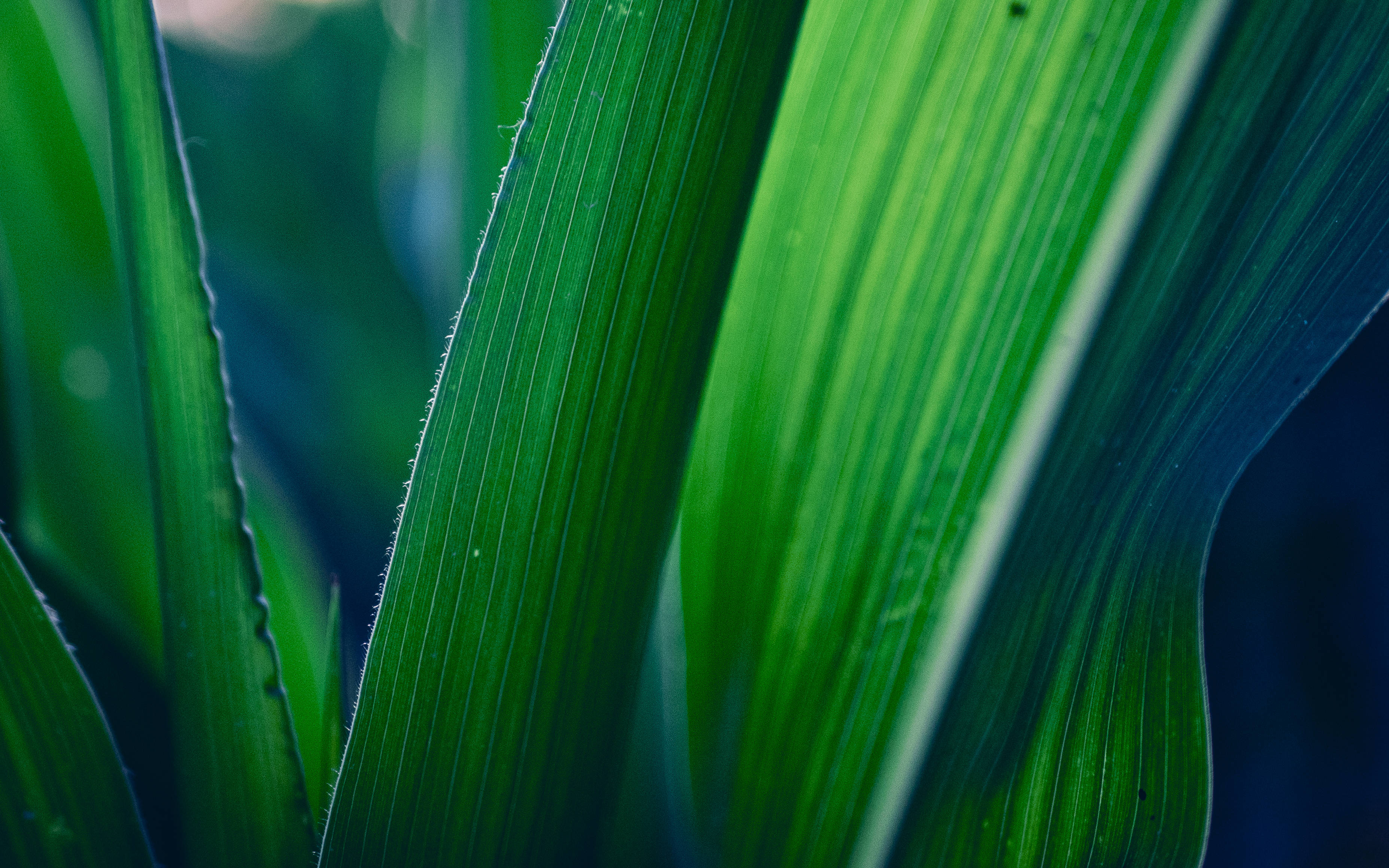 Emerald Green Leaf, vibrant green, fine veins, 2K Desktop Wallpaper