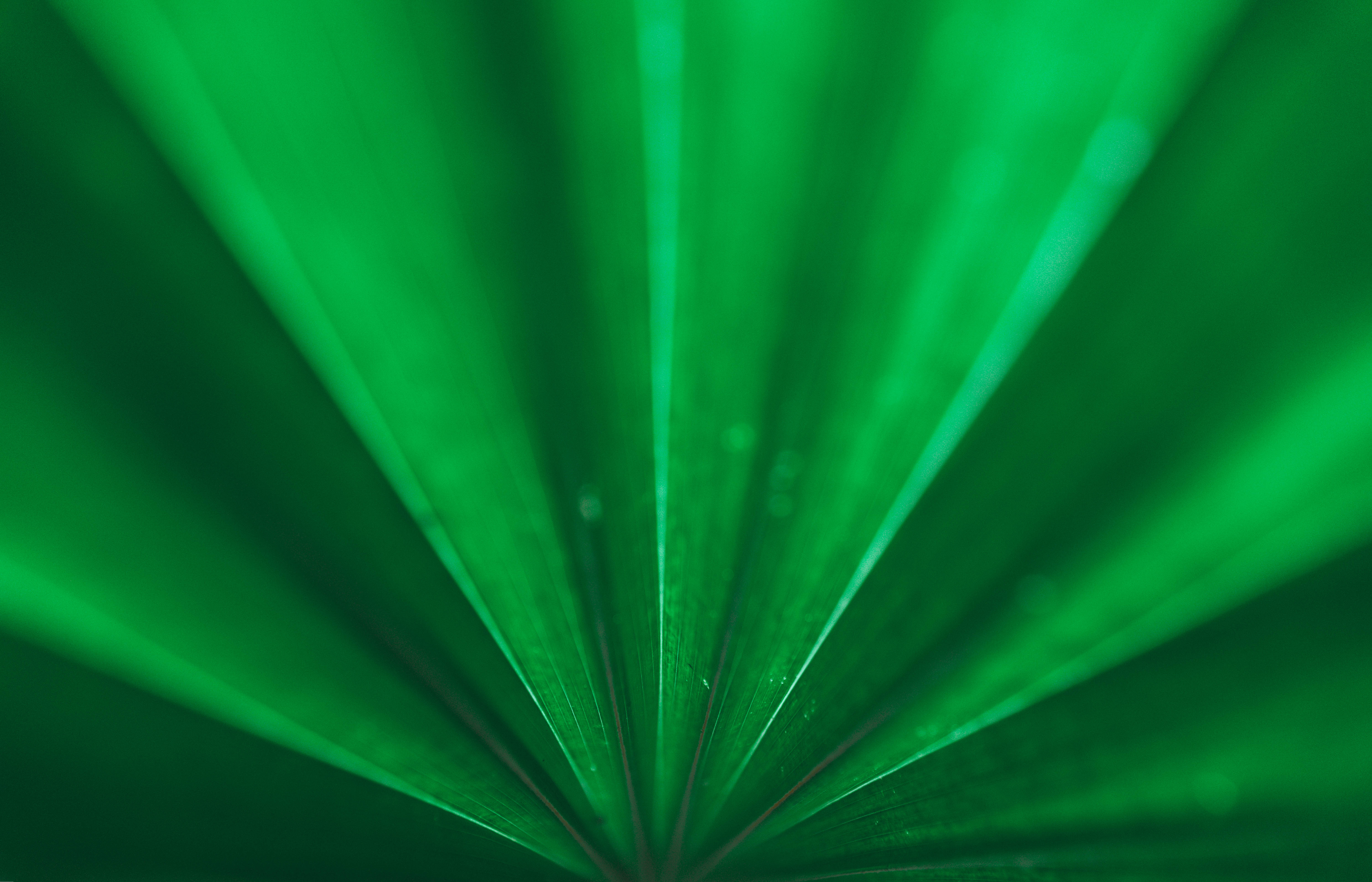 Emerald Green, palm leaf, veins, 5K Desktop Wallpaper