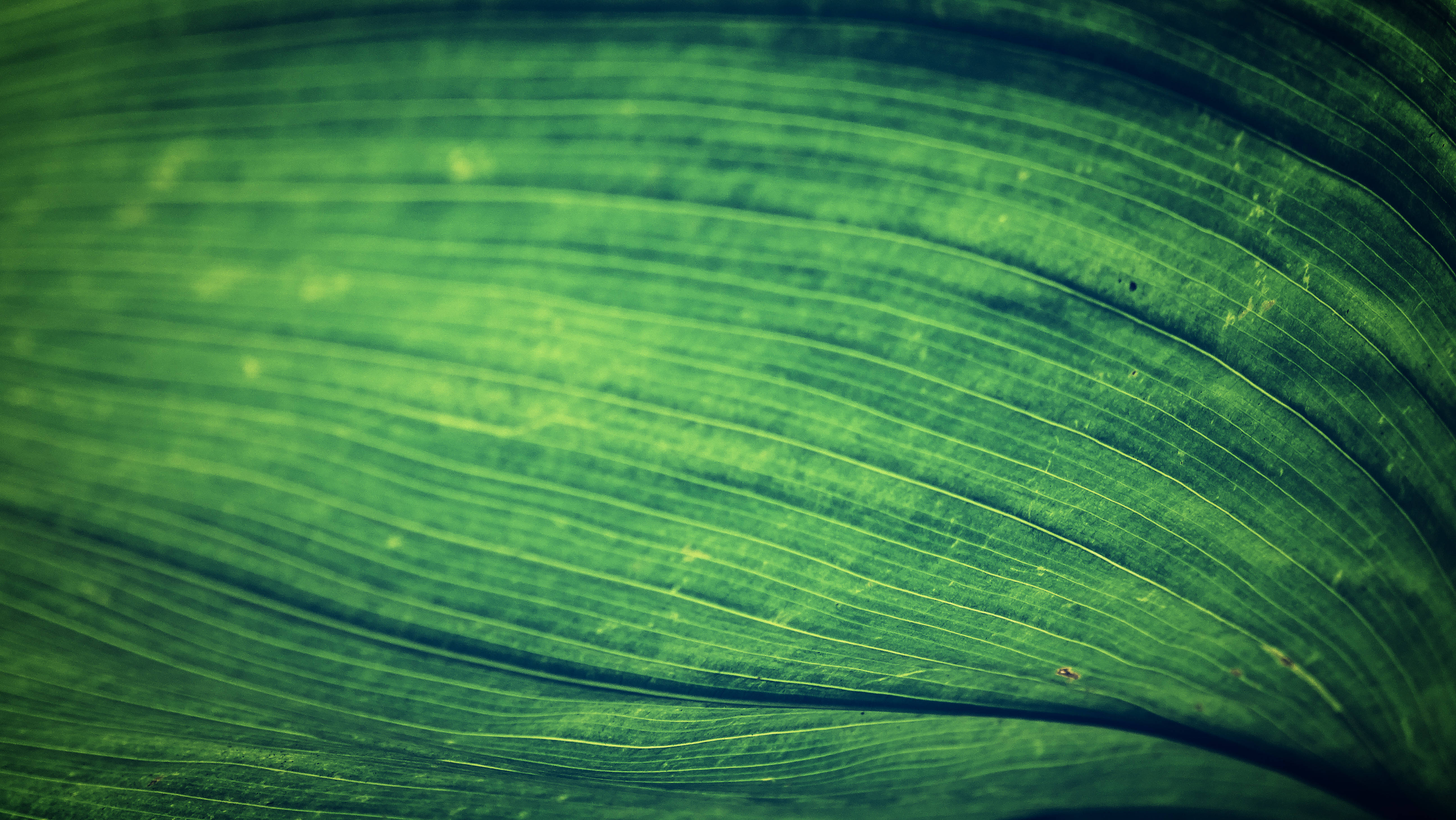 Emerald Green Leaf, vibrant green, intricate veins, 5K Desktop Wallpaper