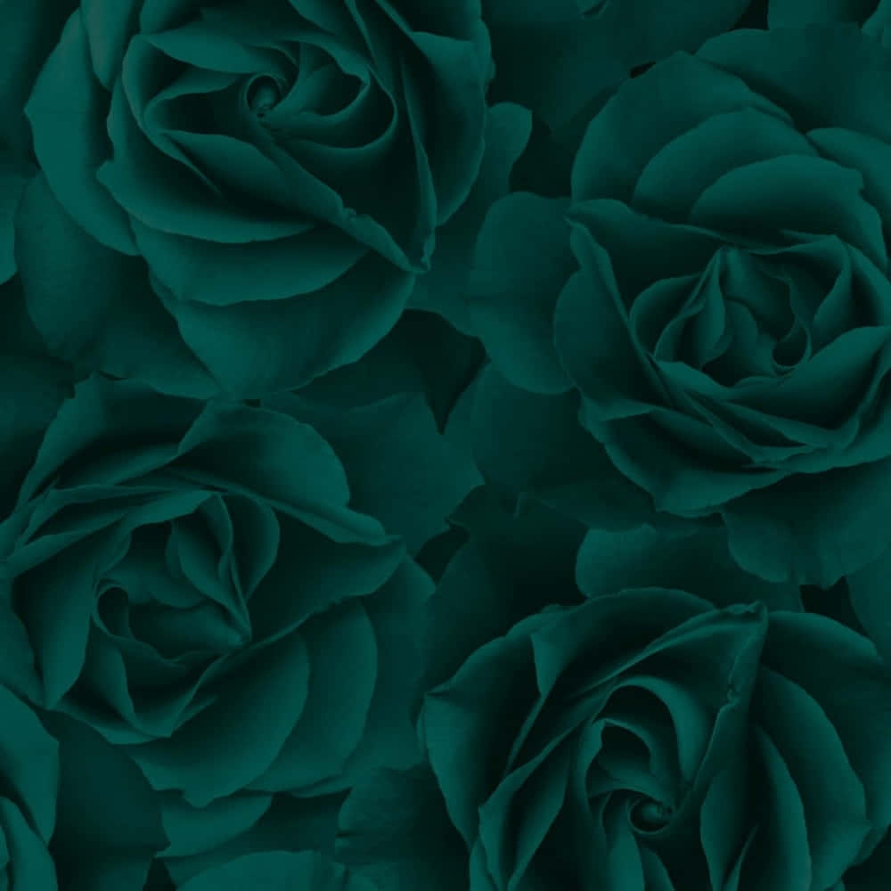 Emerald Green, deep emerald roses, velvety petals, SD Desktop Wallpaper