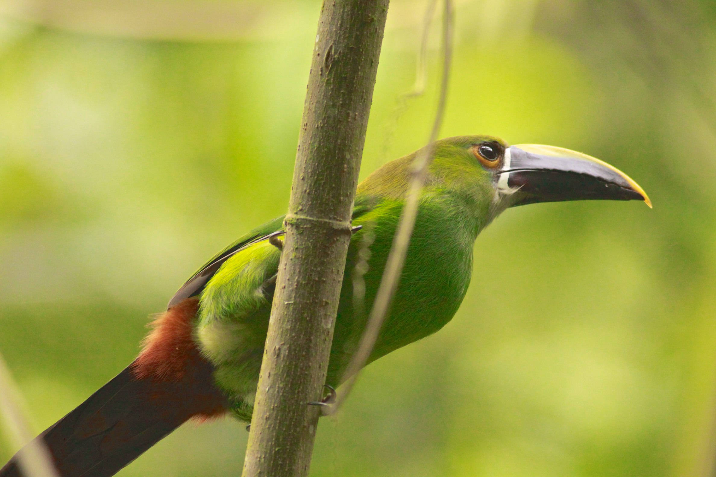 emerald green bird, toucan, yellow-tipped black beak, Full HD Desktop Wallpaper