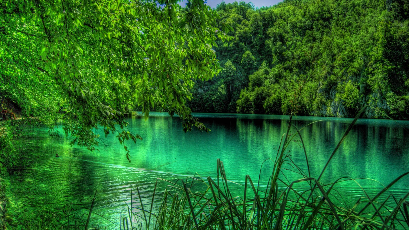 emerald green lake, forest lake, lush green trees, HD Desktop Wallpaper