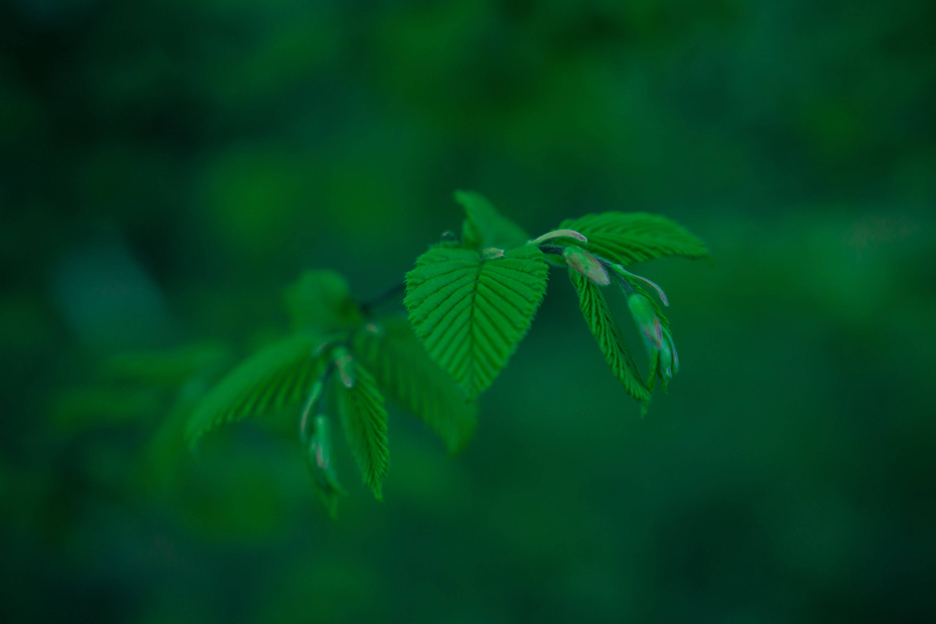 emerald green, vibrant green leaves, delicate veins, 2K Desktop Wallpaper