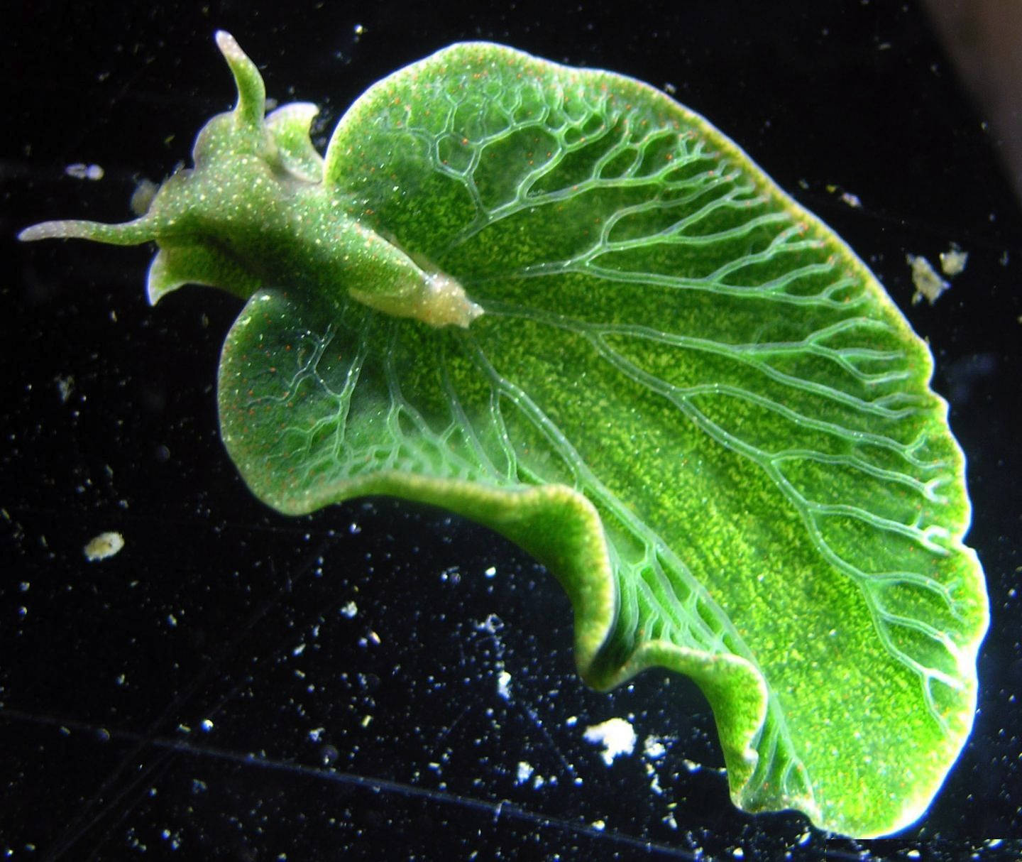 emerald green slug, vibrant green, leaf-like texture, HD Desktop Wallpaper