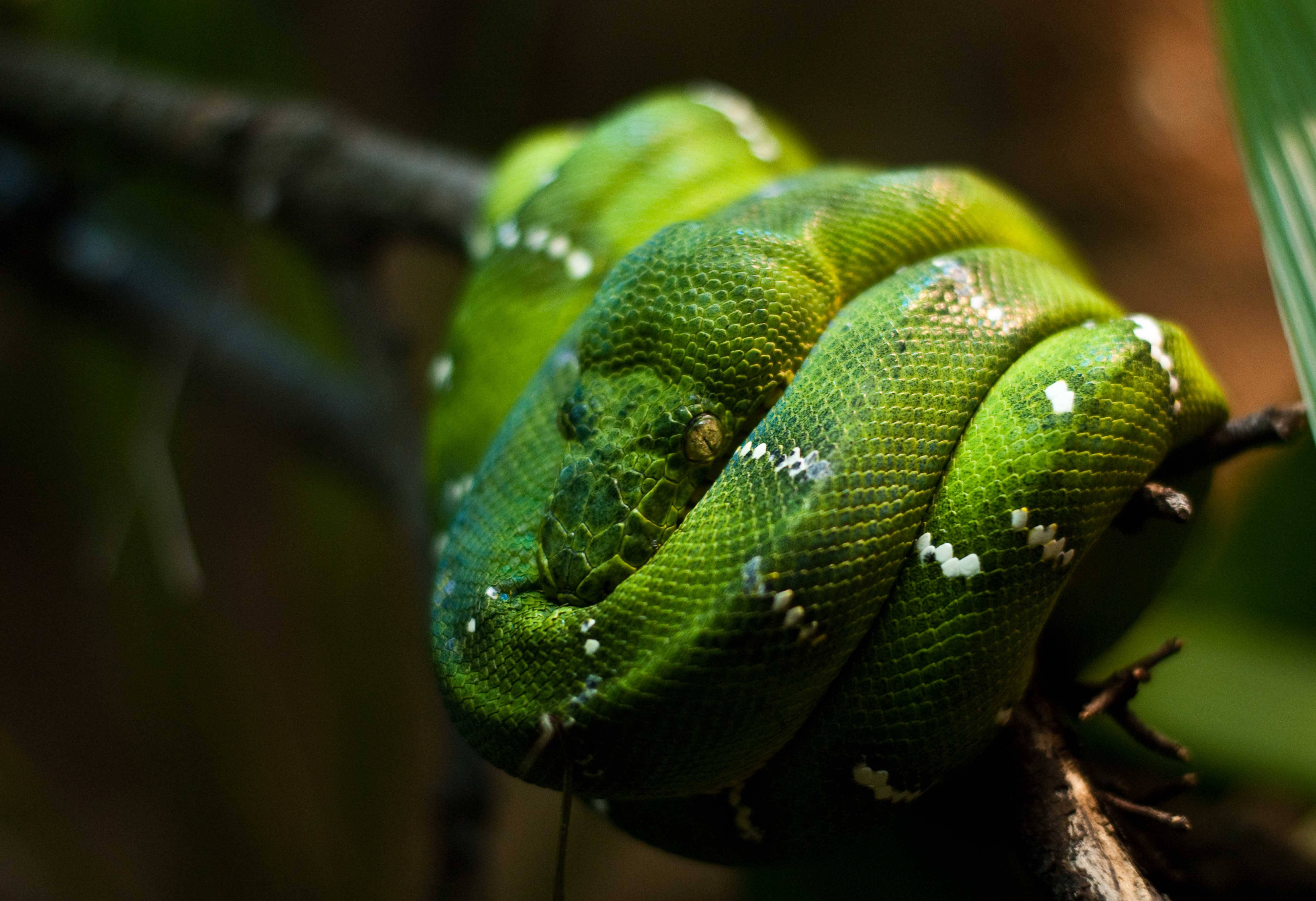emerald green boa snake, tree python, branch, 5K Desktop Wallpaper