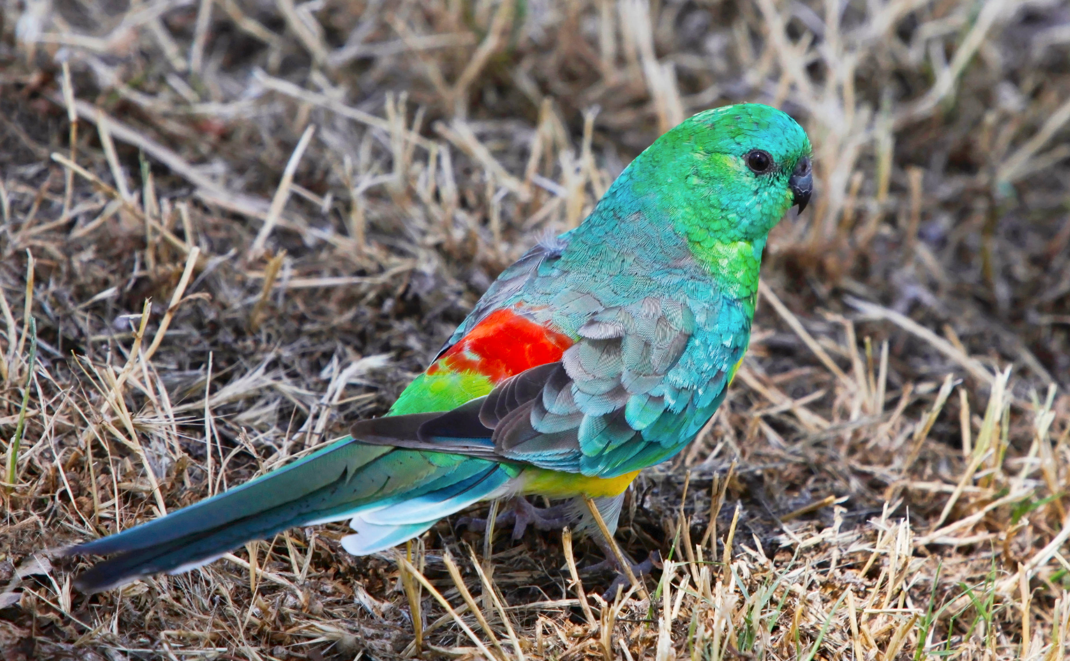 emerald green, parrot, red wing patches, 2K Desktop Wallpaper