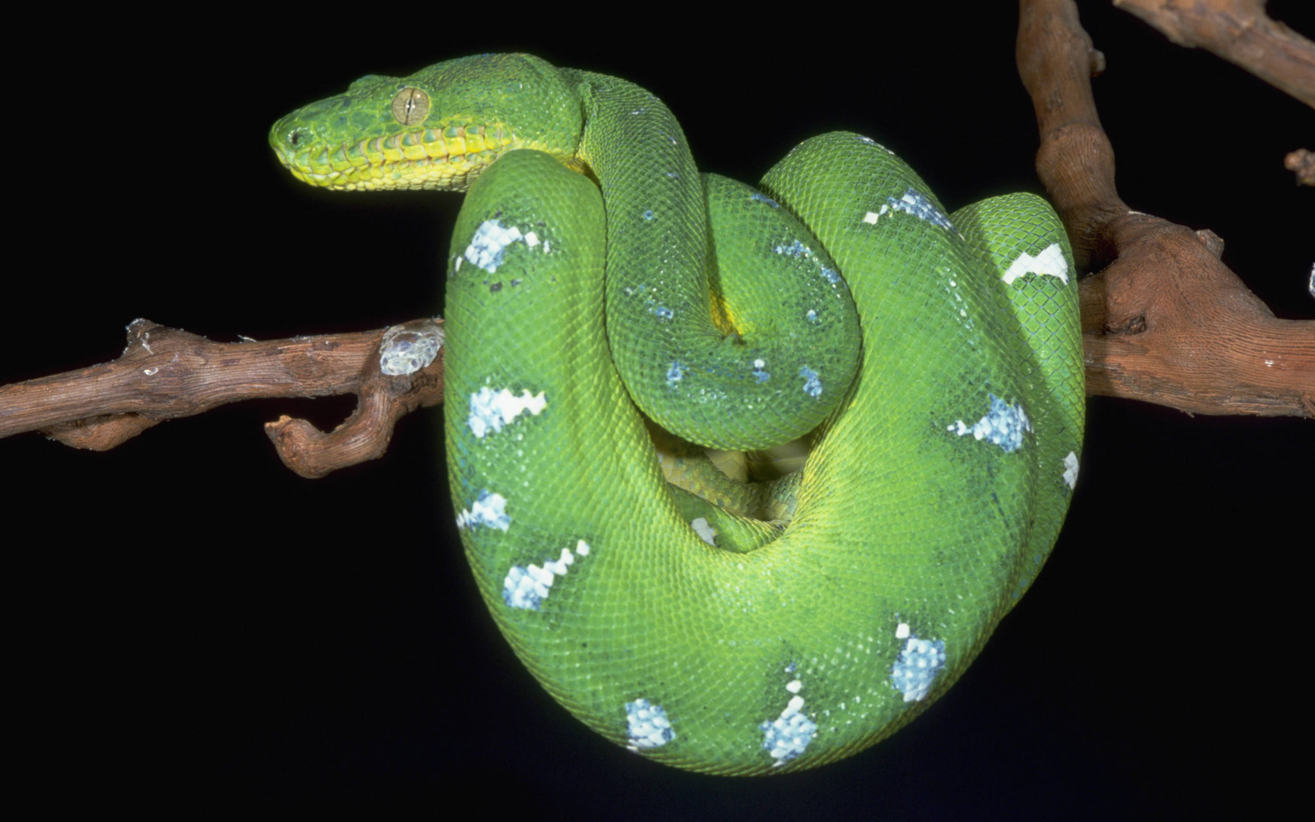 emerald green snake, tree python, white spots, 2K Desktop Wallpaper