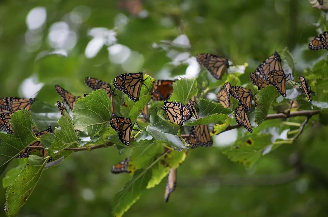 Emerging Butterfly