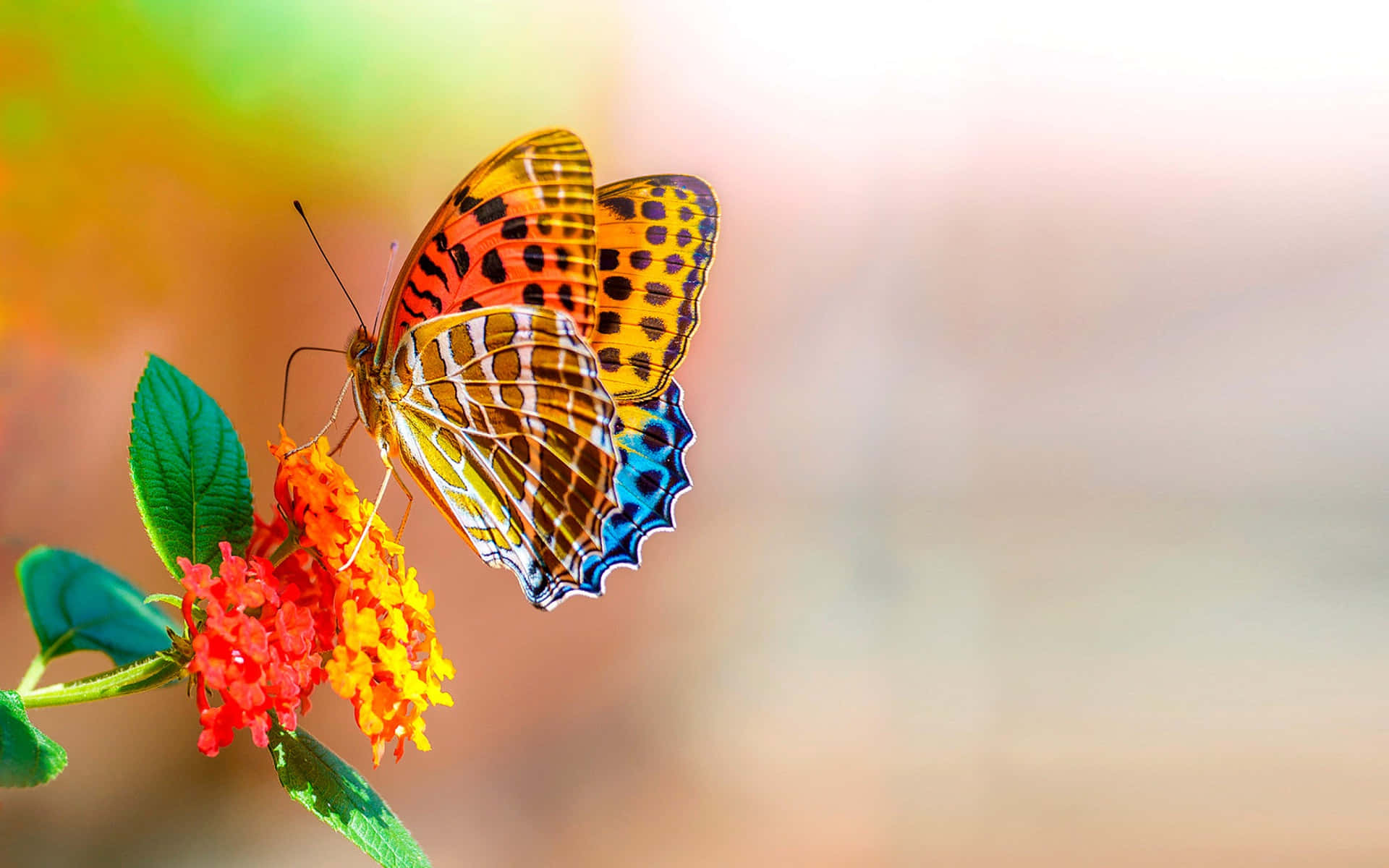 emerging butterfly, orange blue and black wings, red and yellow flowers, Full HD Desktop Wallpaper
