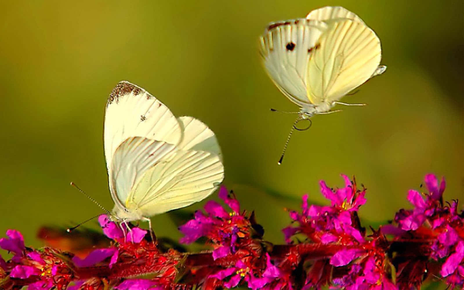 emerging butterfly, white butterflies, magenta flowers, HD Desktop Wallpaper
