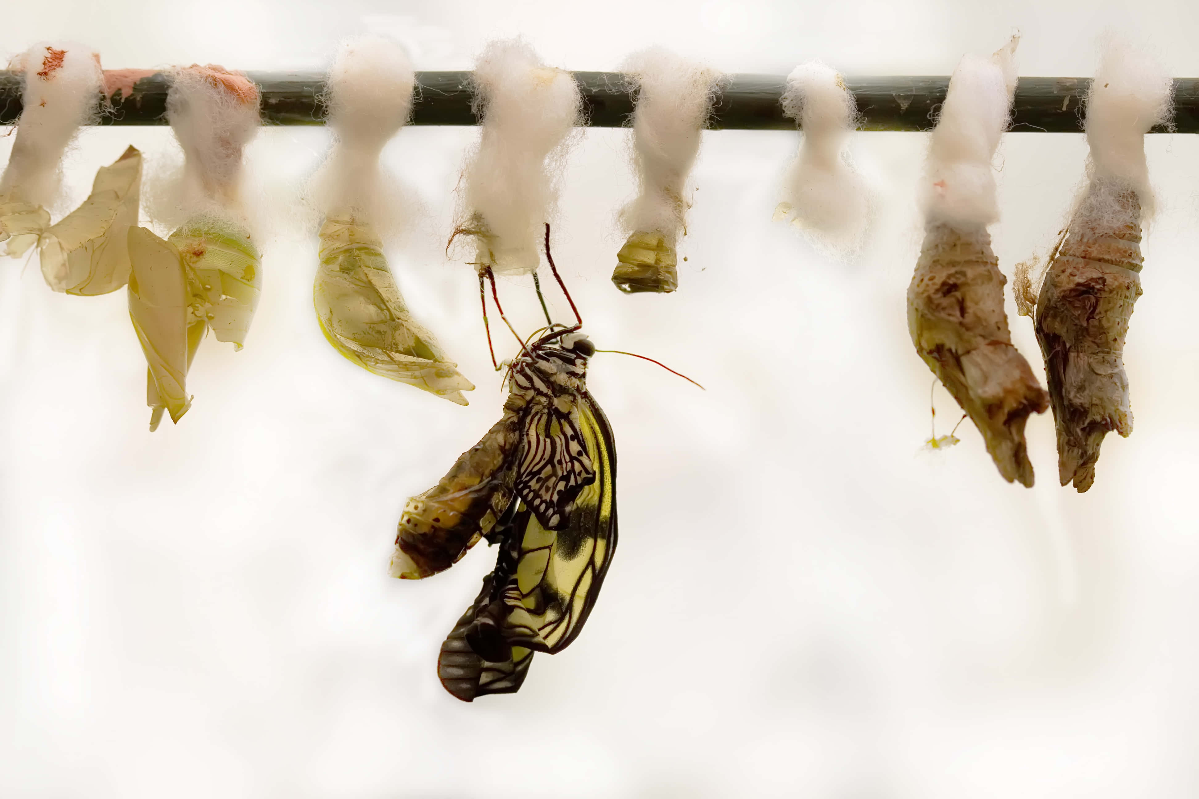emerging butterfly, yellow and black butterfly, chrysalis, 4K Desktop Wallpaper