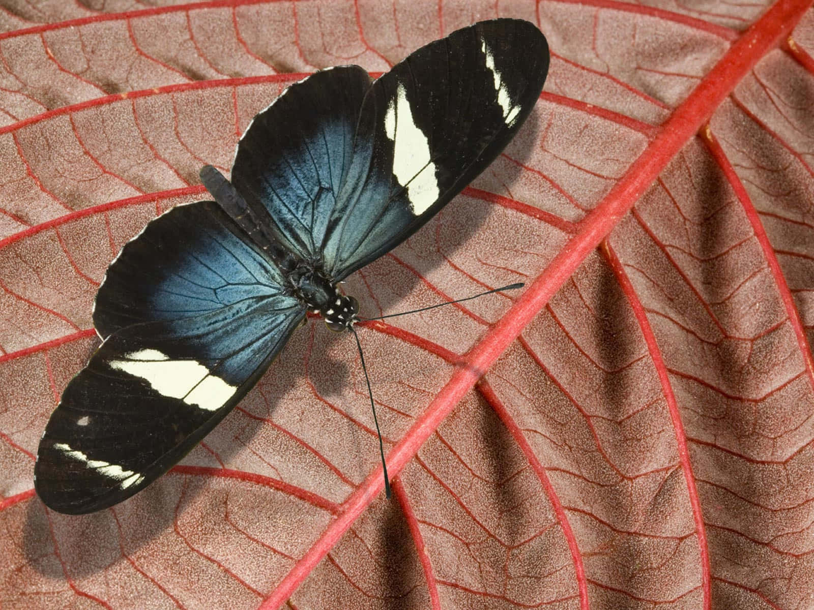 emerging butterfly, blue, black, HD Desktop Wallpaper