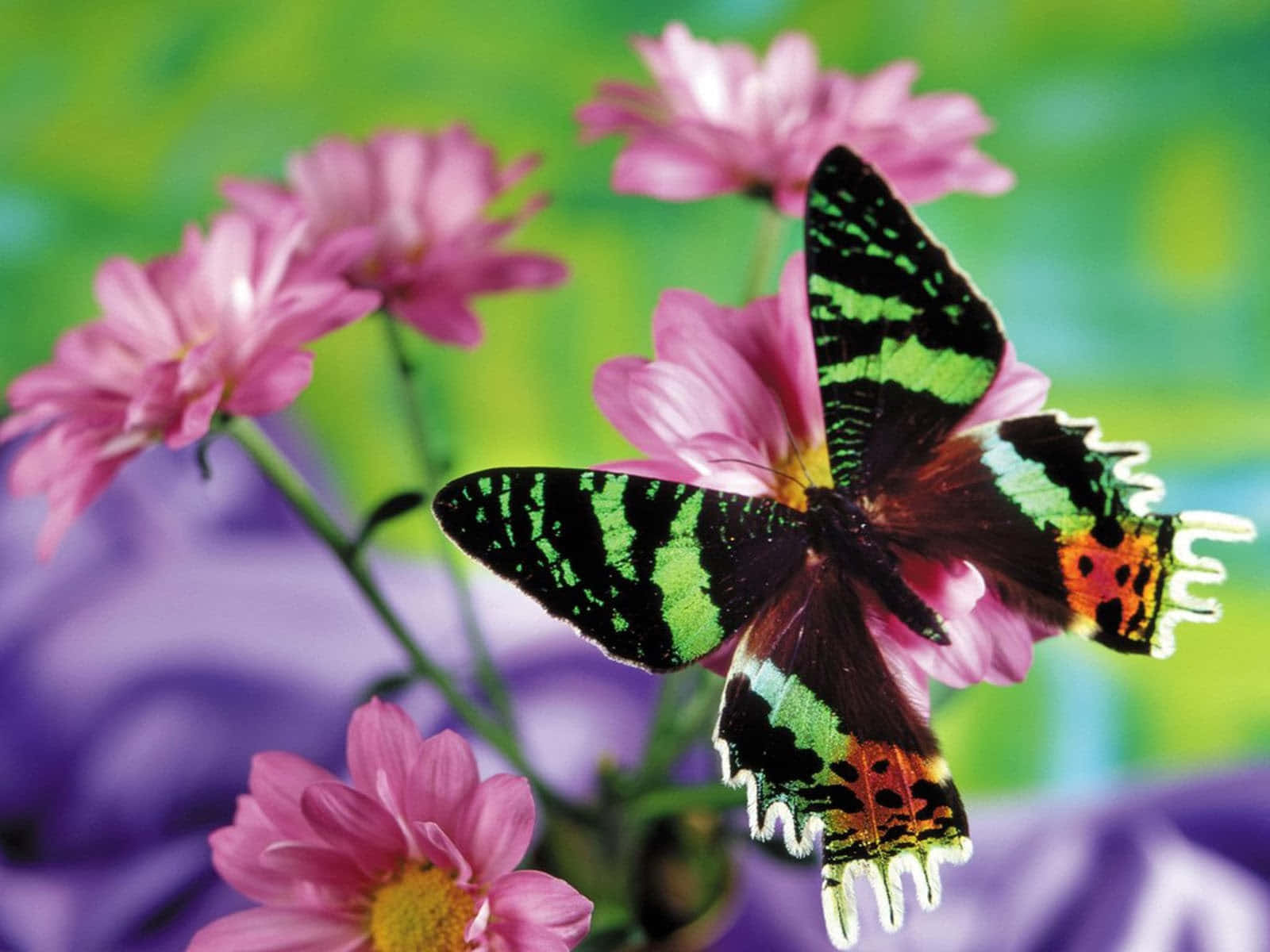 Emerging Butterfly, green black and orange wings, pink flower, HD Desktop Wallpaper