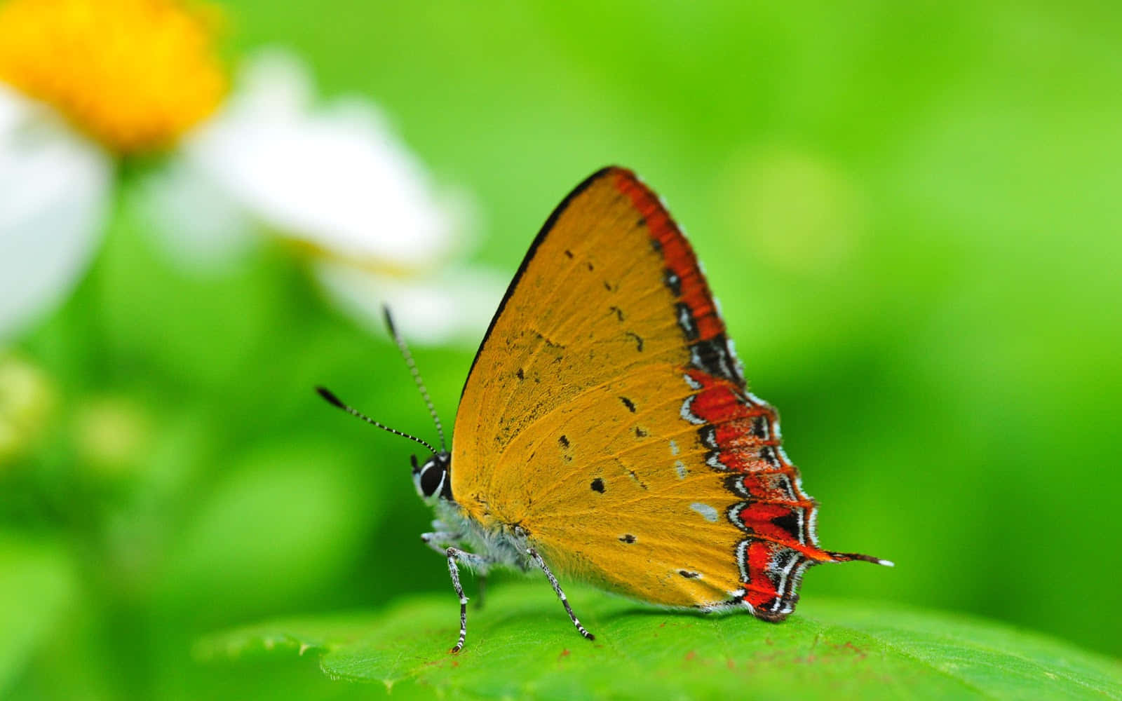 Emerging Butterfly, orange butterfly, red and black markings, HD Desktop Wallpaper
