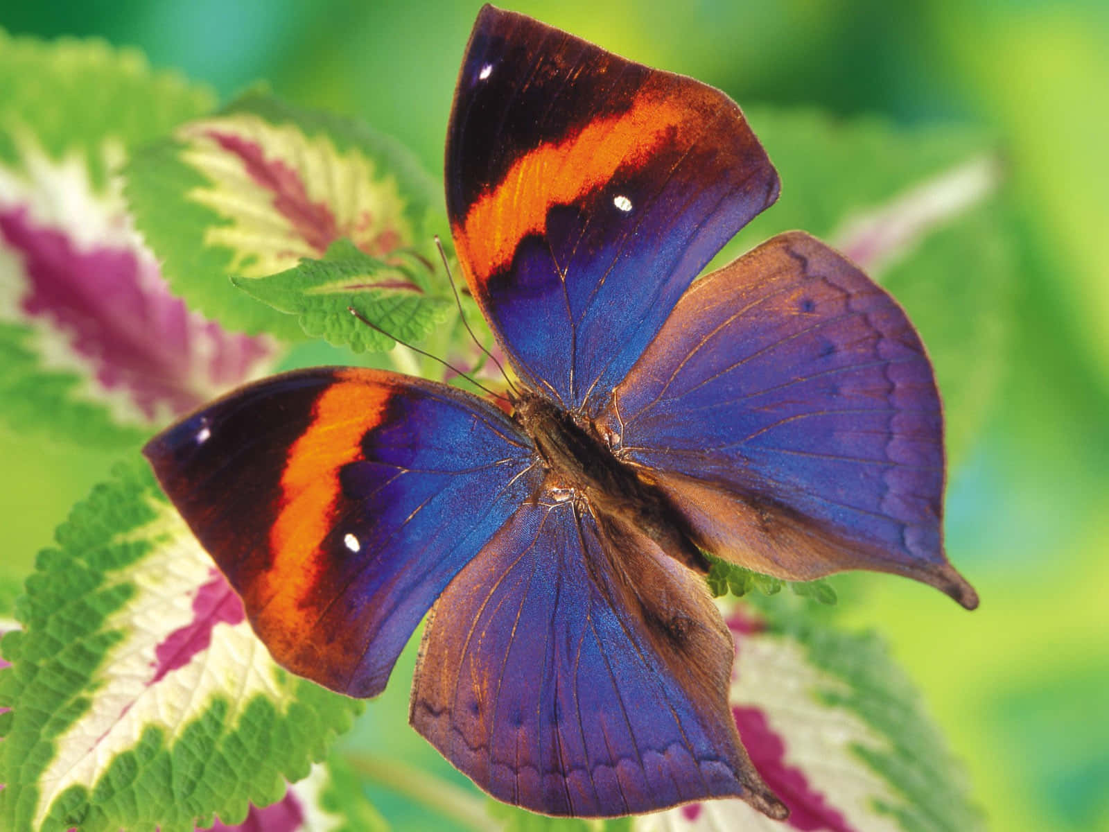 Emerging Butterfly, vibrant blue, orange, HD Desktop Wallpaper