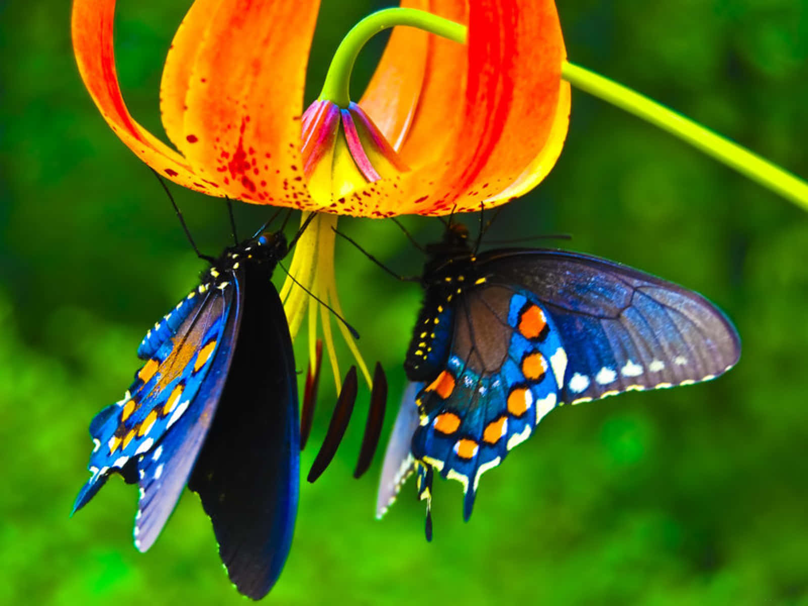 emerging butterfly, vibrant blue butterflies, orange spots, HD Desktop Wallpaper