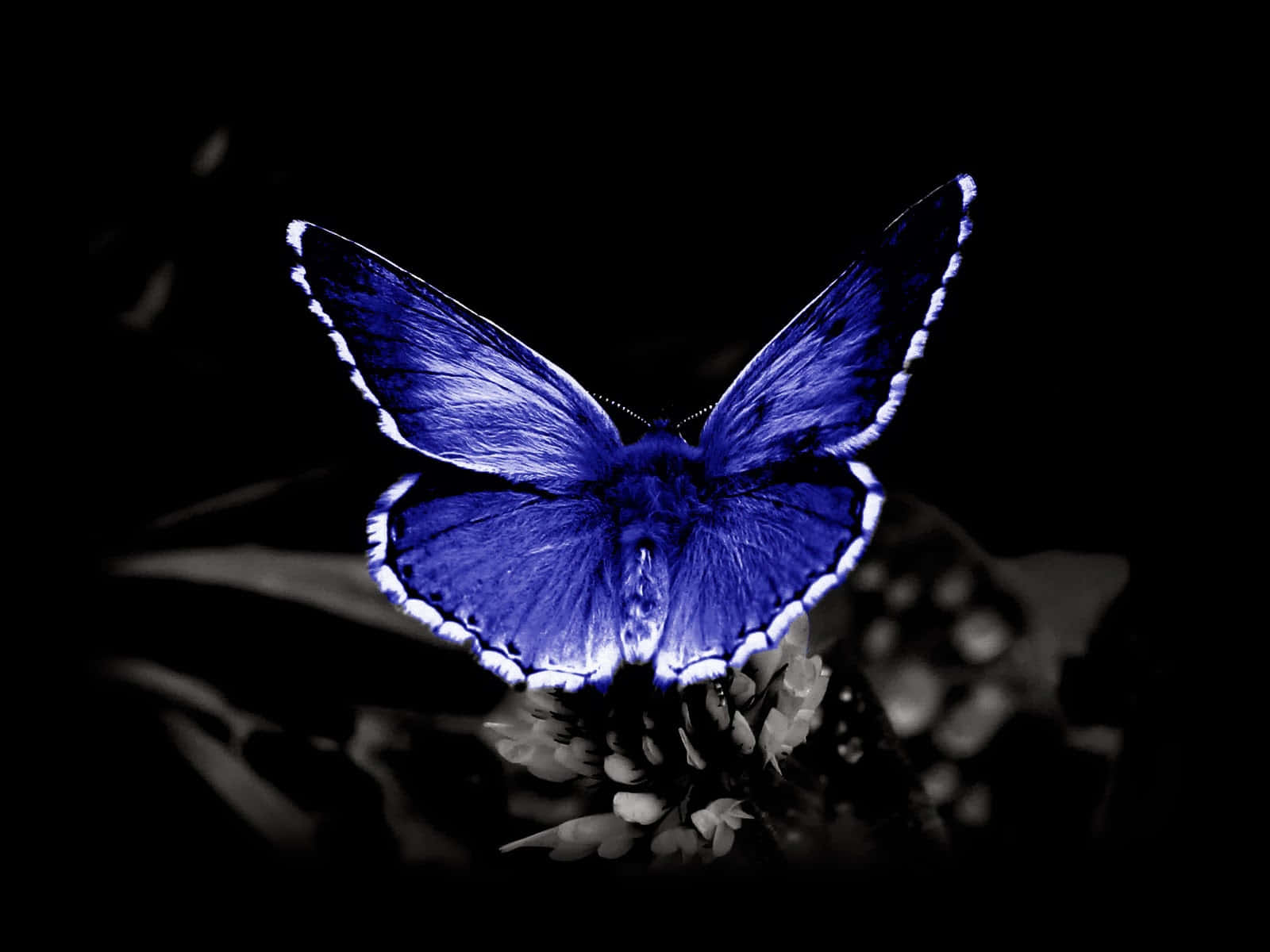 Emerging Butterfly, electric blue, white-edged wings, HD Desktop Wallpaper