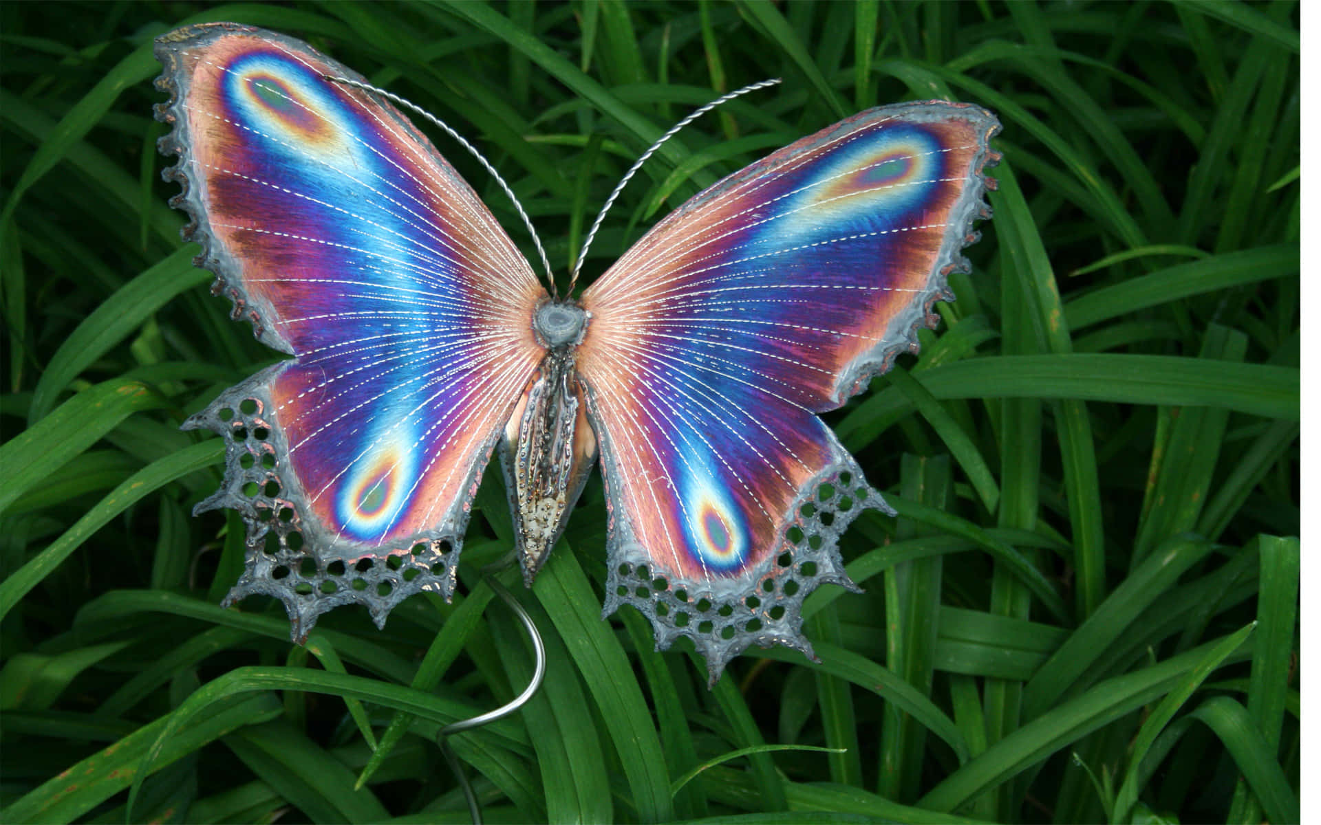 Emerging Butterfly, iridescent butterfly, blue purple and orange wings, Full HD Desktop Wallpaper