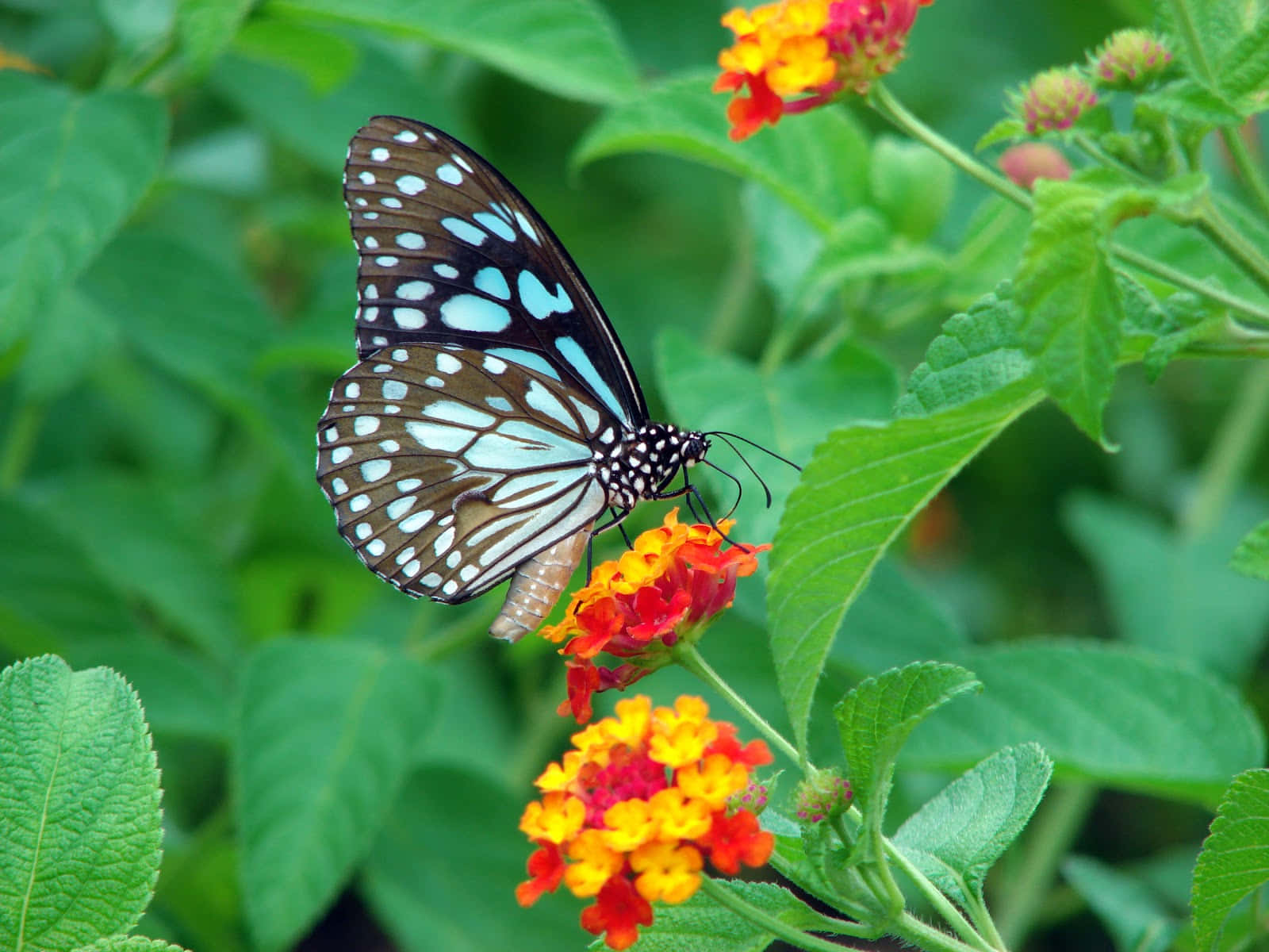 Emerging Butterfly, blue and black butterfly, white spots, HD Desktop Wallpaper