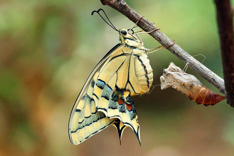 Emerging Butterfly, swallowtail butterfly, yellow and black, SD Desktop Wallpaper