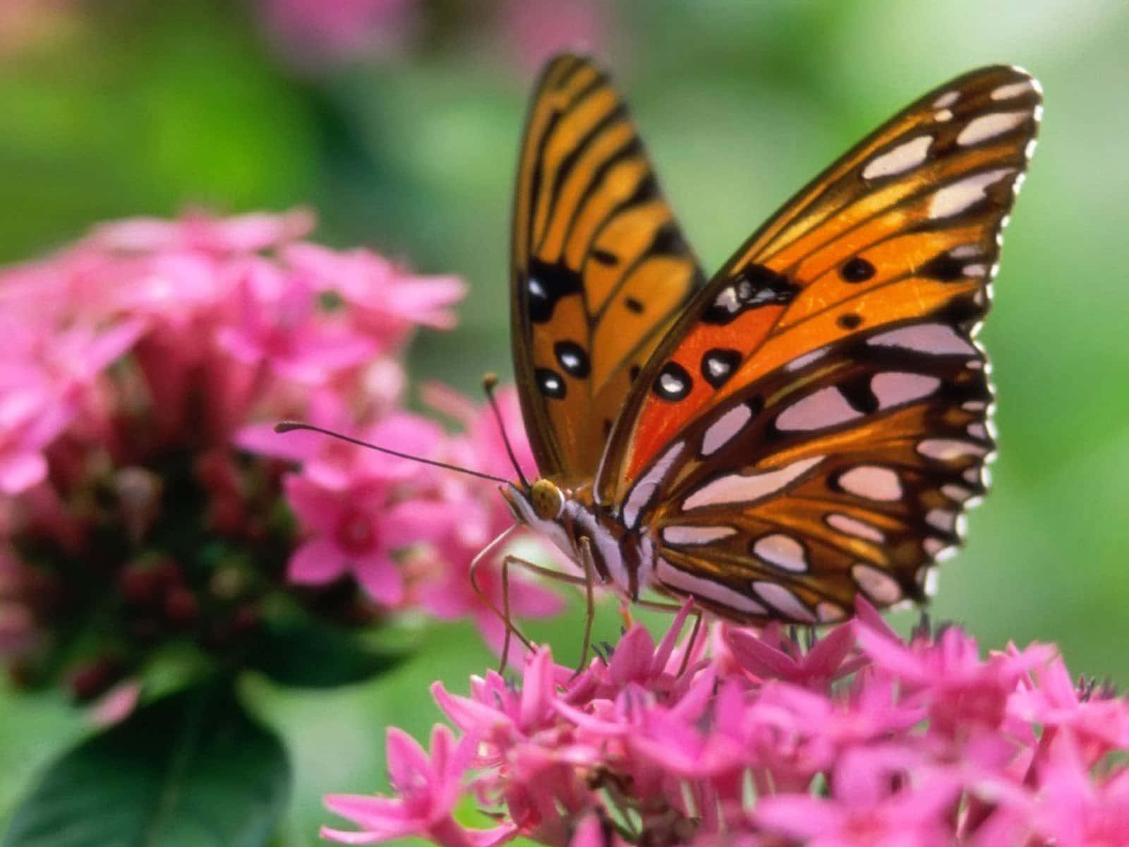 emerging butterfly, orange butterfly, black and white spots, HD Desktop Wallpaper
