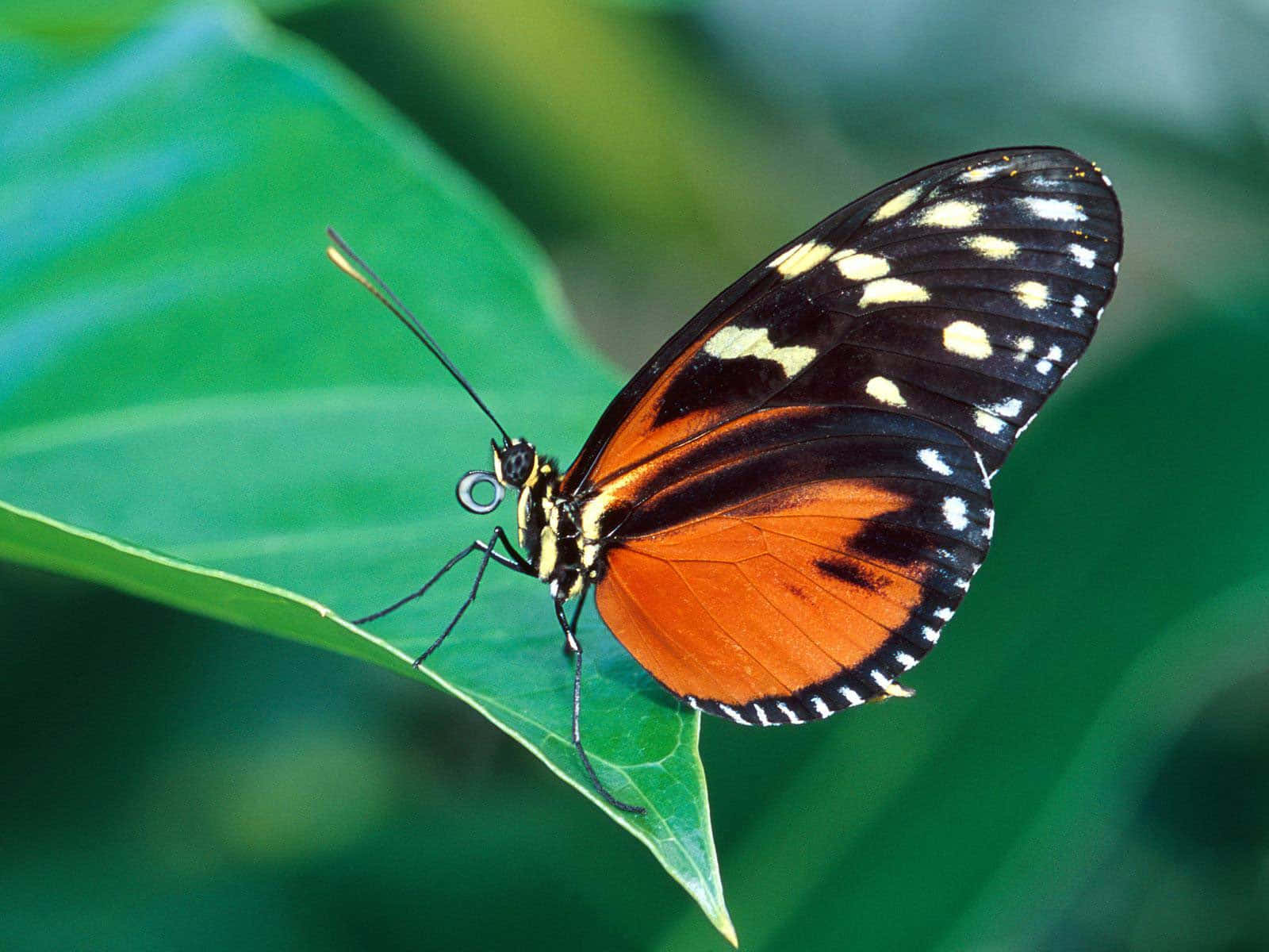 emerging butterfly, orange, black, HD Desktop Wallpaper