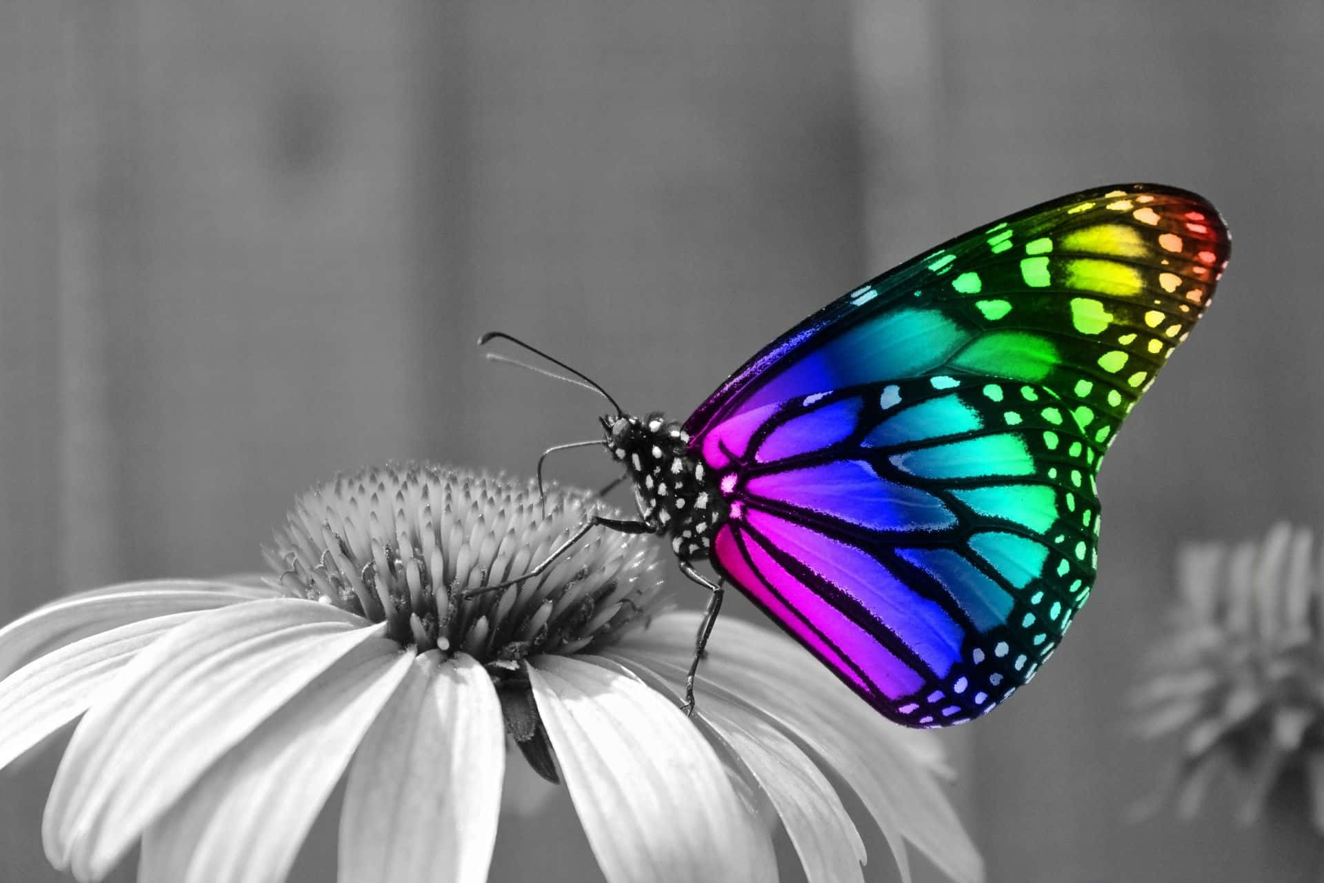 Emerging Butterfly, rainbow-colored butterfly, monochrome daisy, Full HD Desktop Wallpaper
