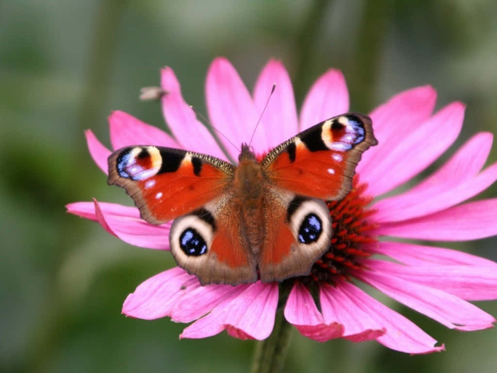 peacock butterfly, vibrant orange blue and black eyespots, bright pink coneflower, SD Desktop Wallpaper